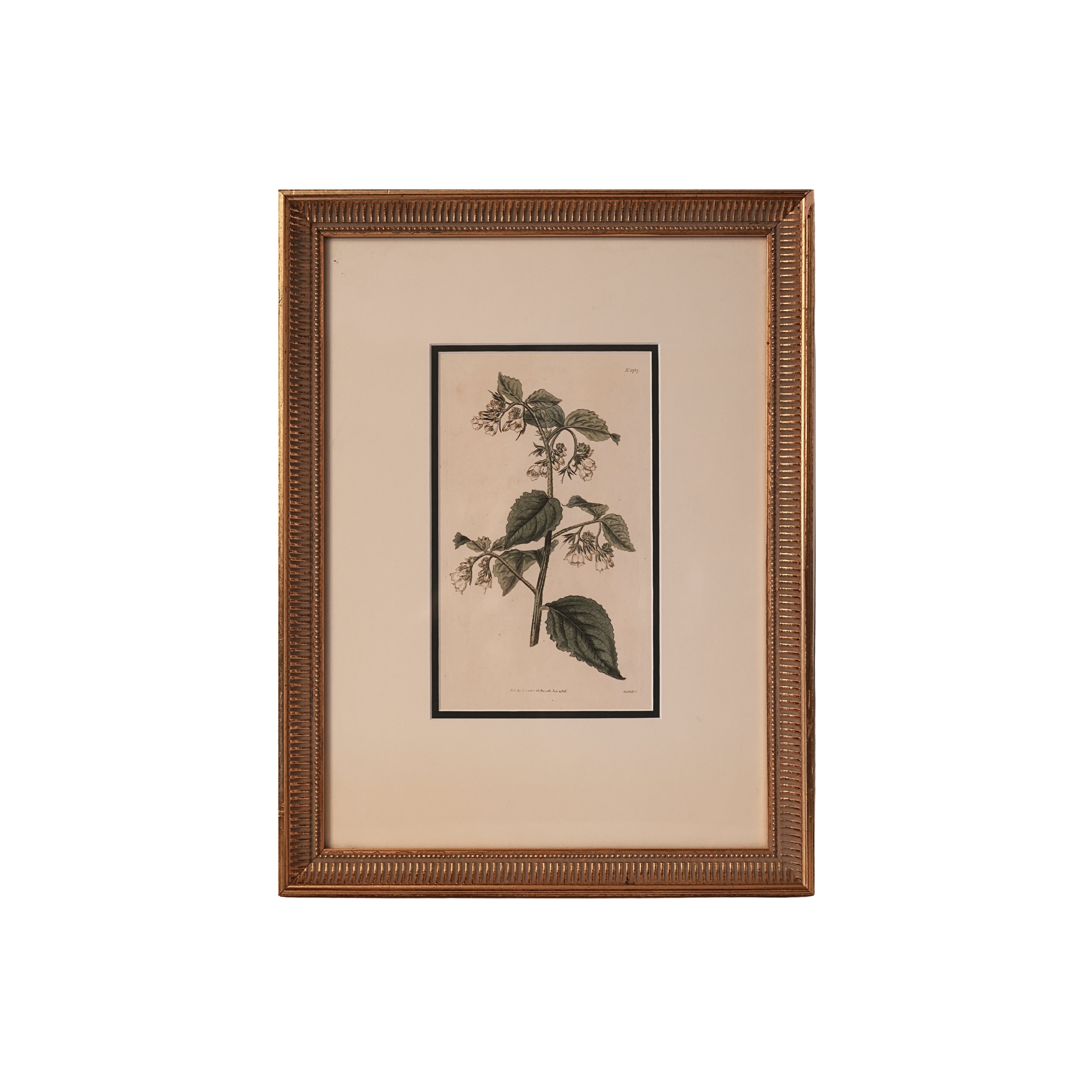 c. 1816 English Botanical Engraving of Comfrey