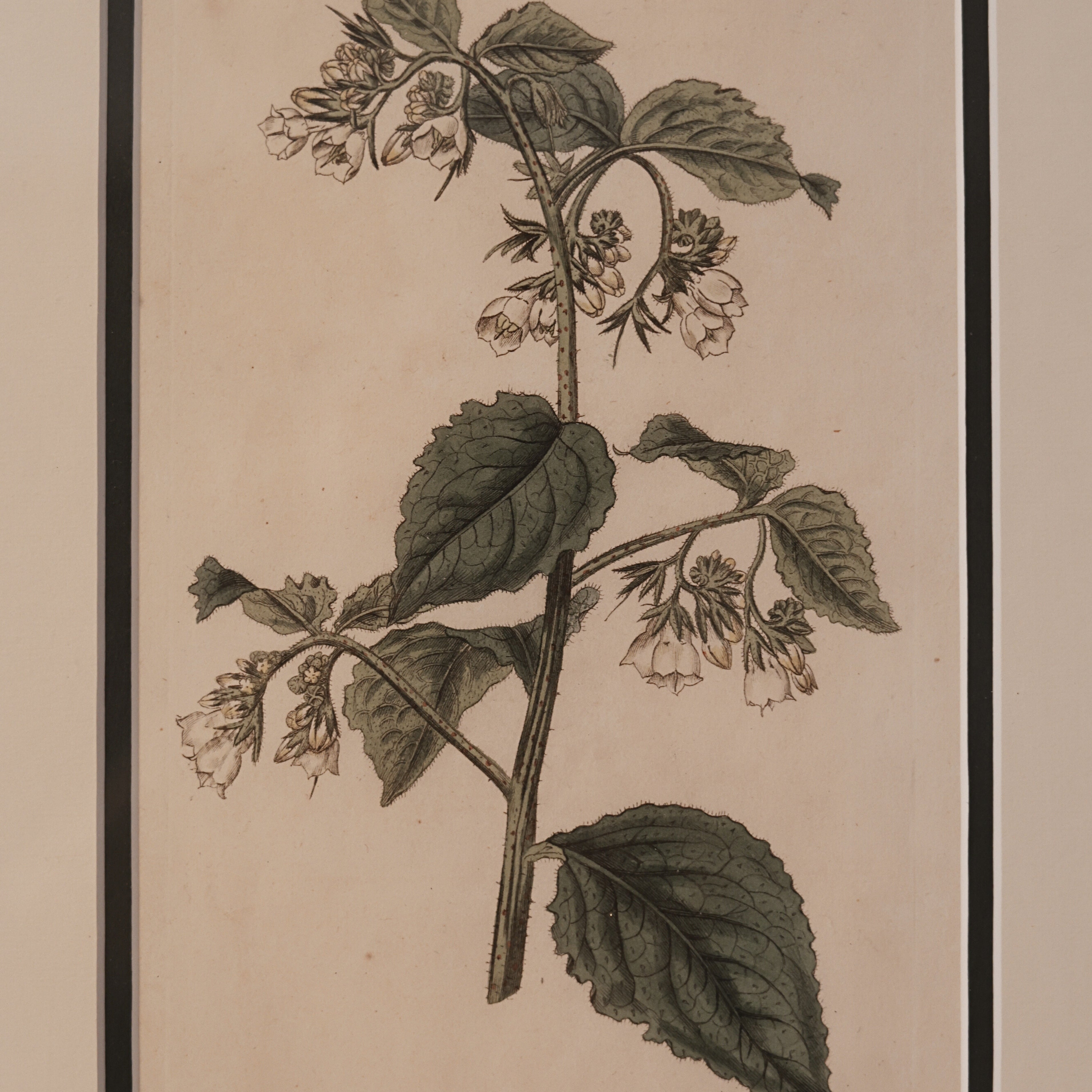 c. 1816 English Botanical Engraving of Comfrey
