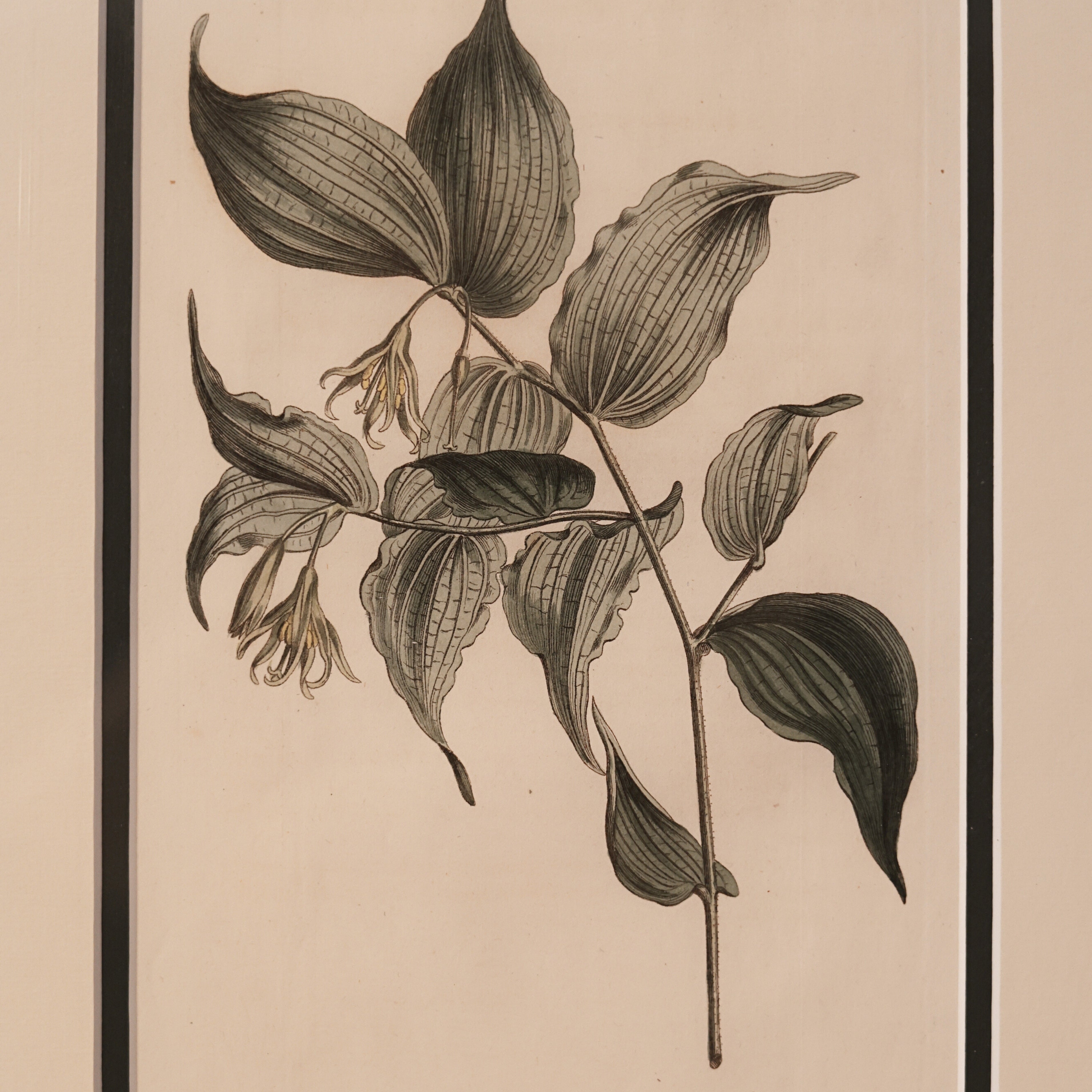 c. 1812 English Botanical Engraving of Hellebore