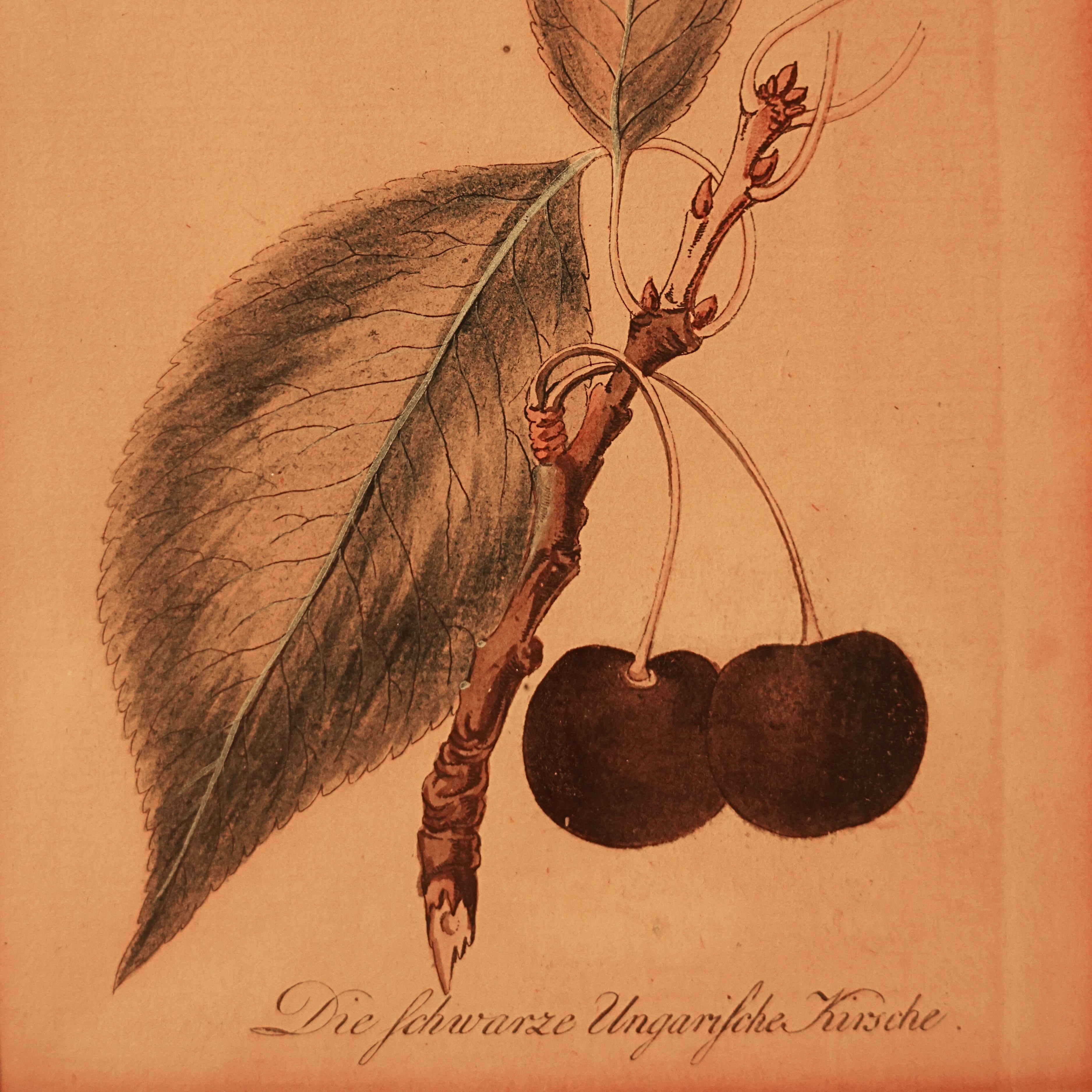 “Die schwarze Ungarische Kirsche” (The Black Hungarian Cherry) —  Hand-Colored Botanical Engraving