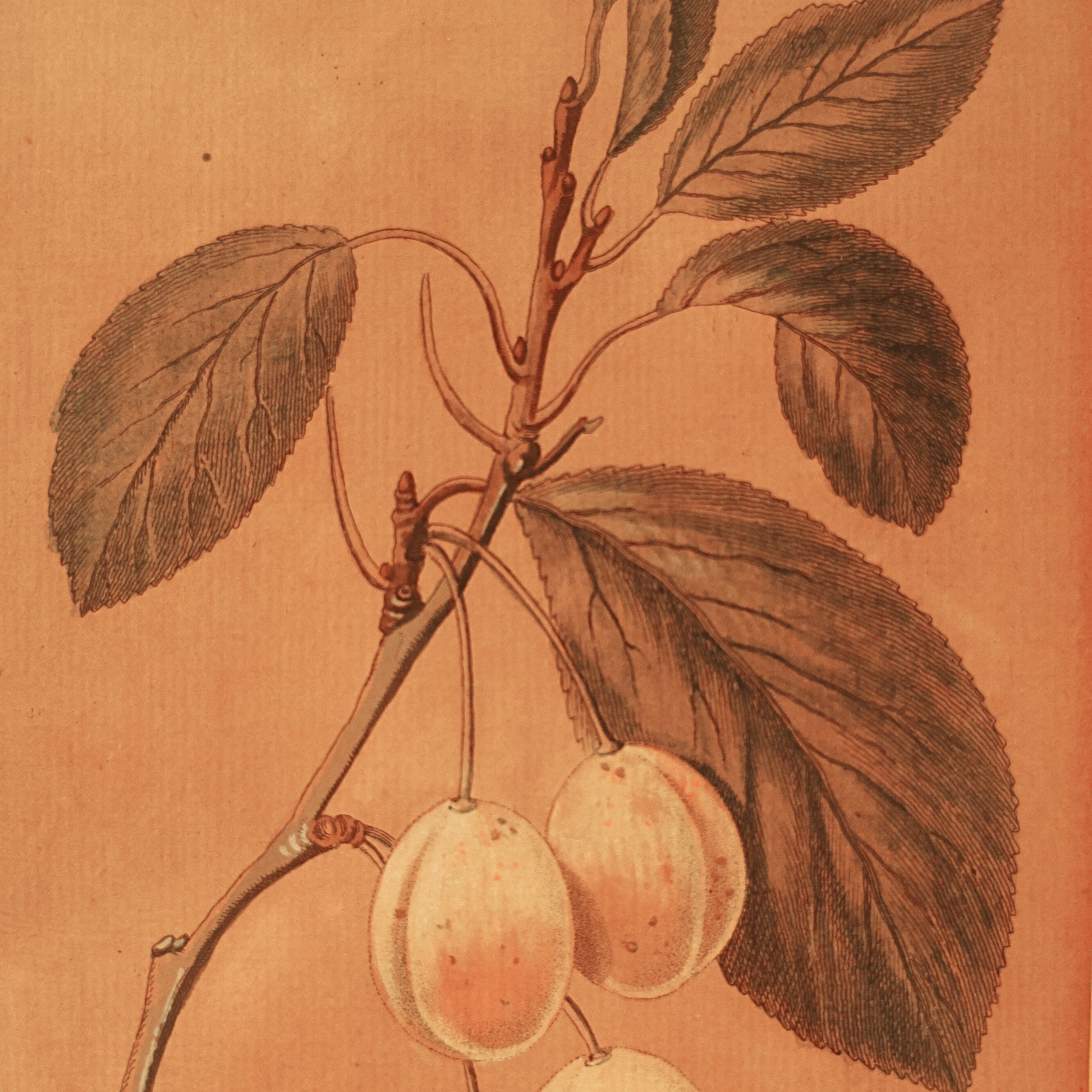 “St. Catharinen-Pflaume” (St. Catherine’s Plum) – Hand-Colored Botanical Engraving