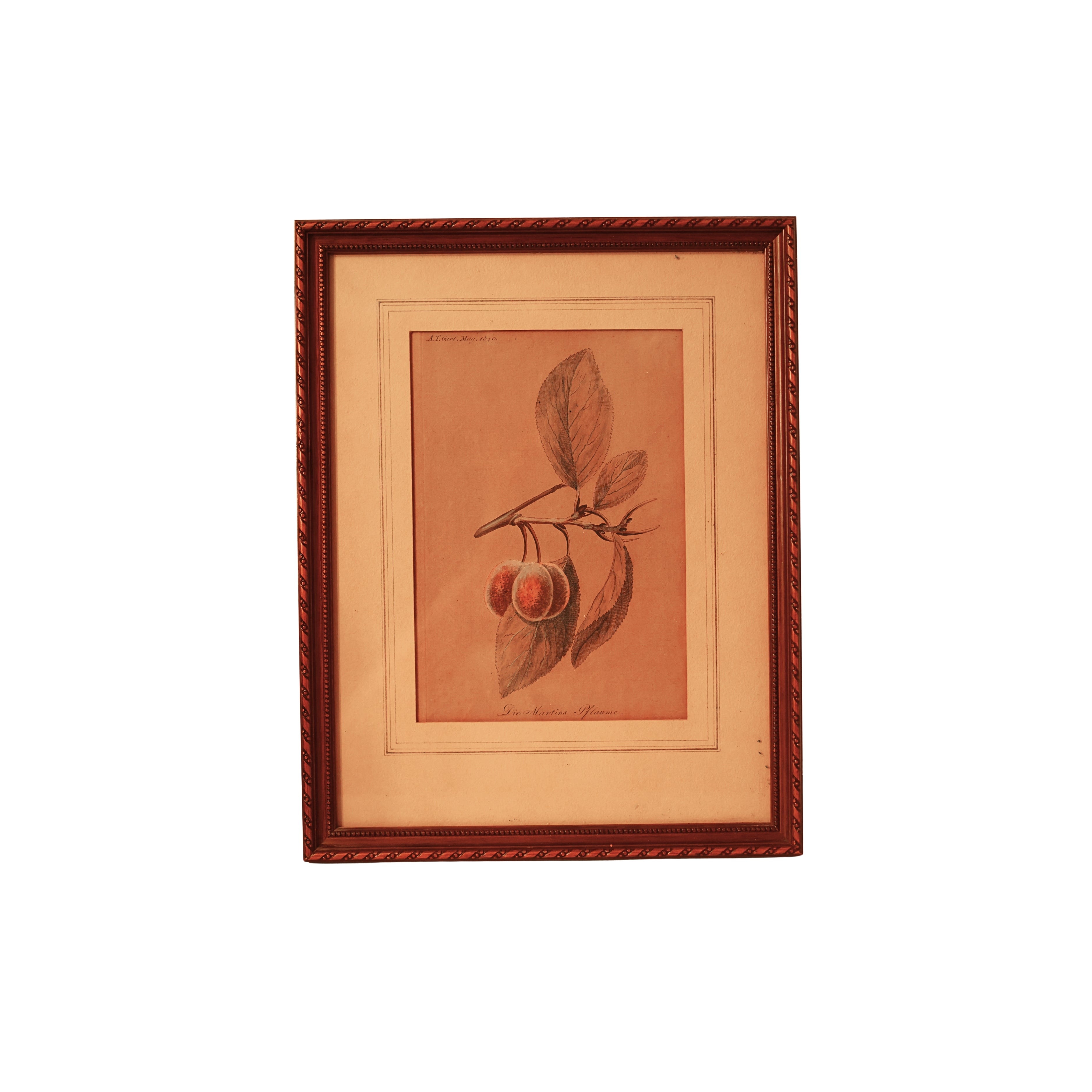 “Die Martins Pflaume” (Plum) — Hand-Colored Botanical Engraving