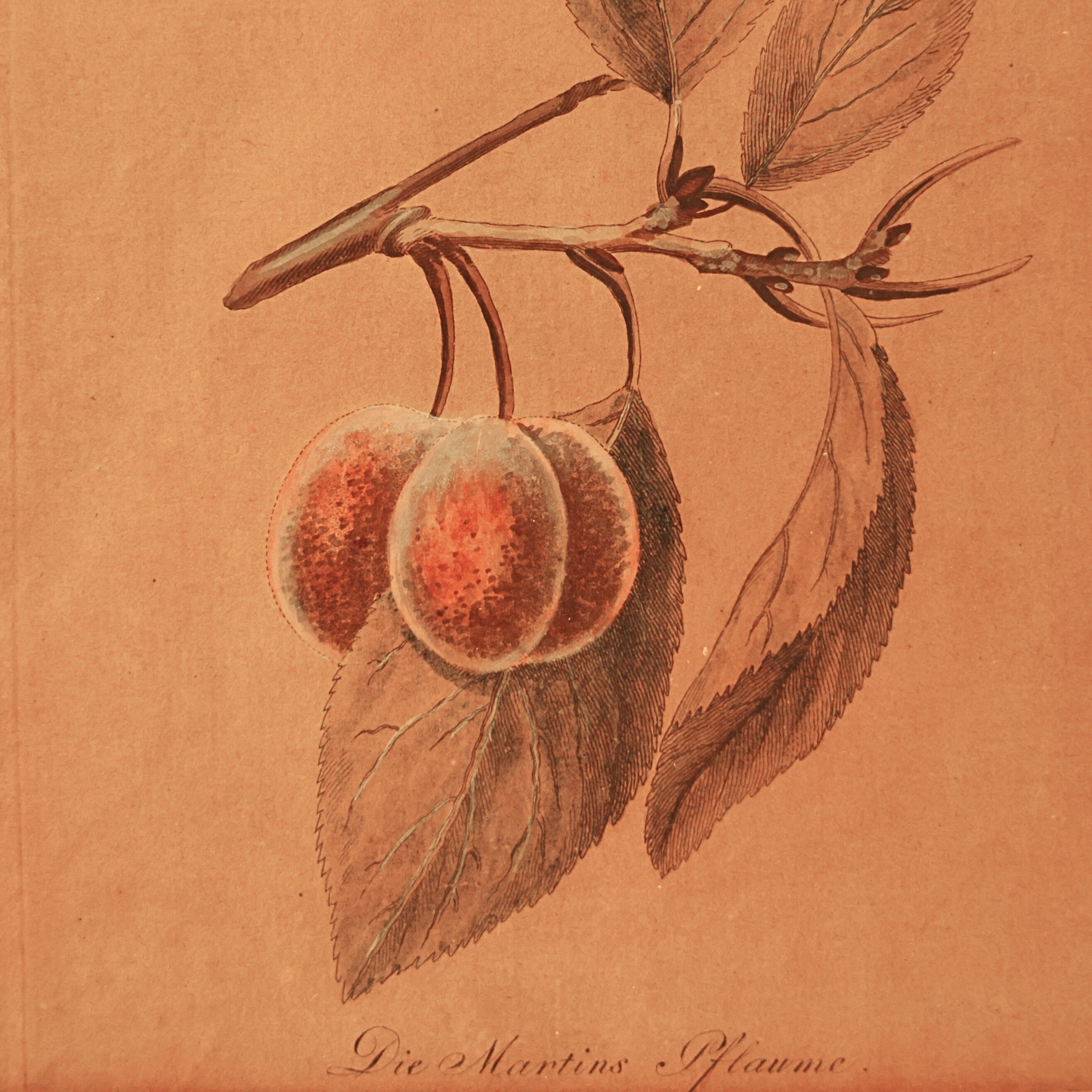 “Die Martins Pflaume” (Plum) — Hand-Colored Botanical Engraving