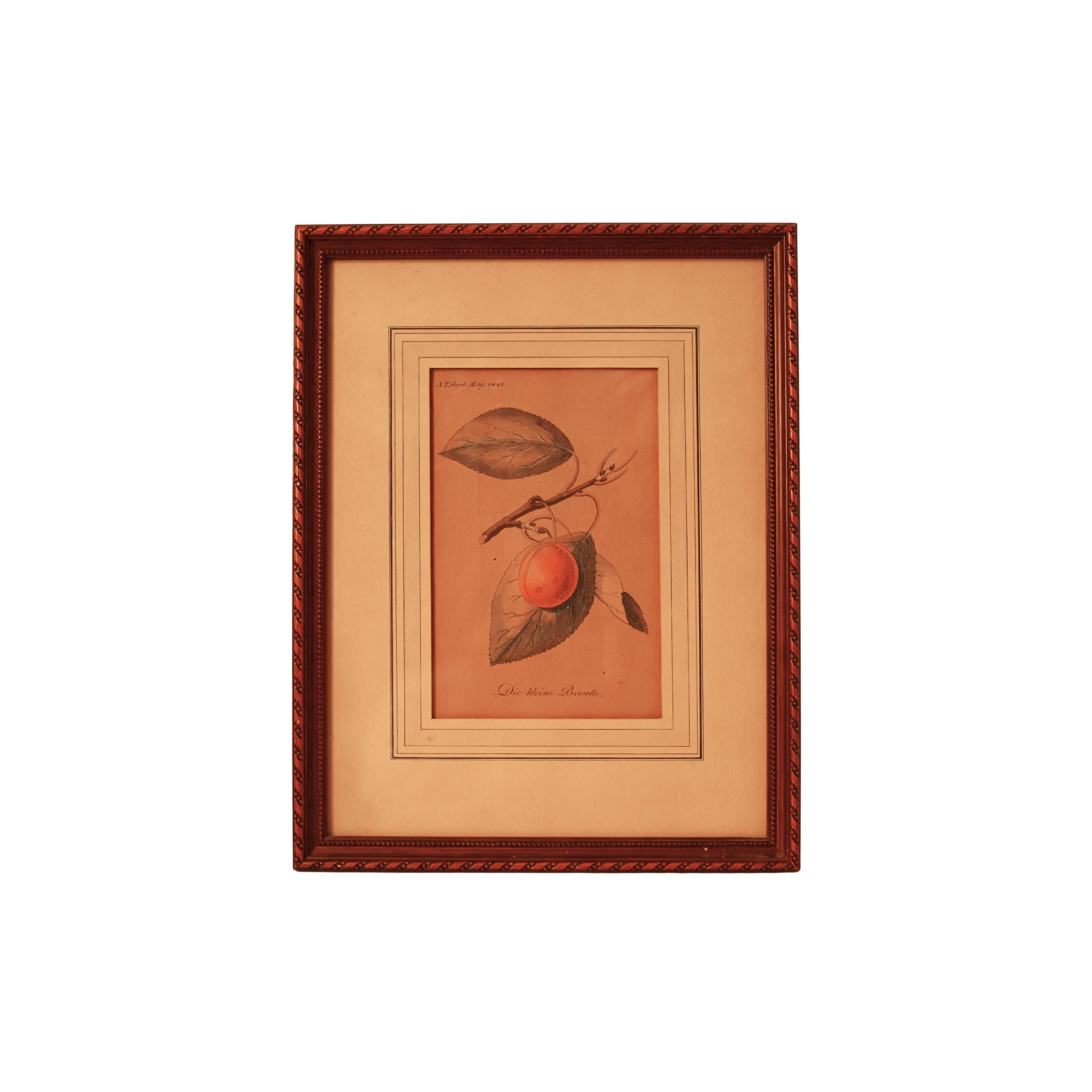 “Die kleine Bricette" (Apricot) — Hand-Colored Botanical Engraving