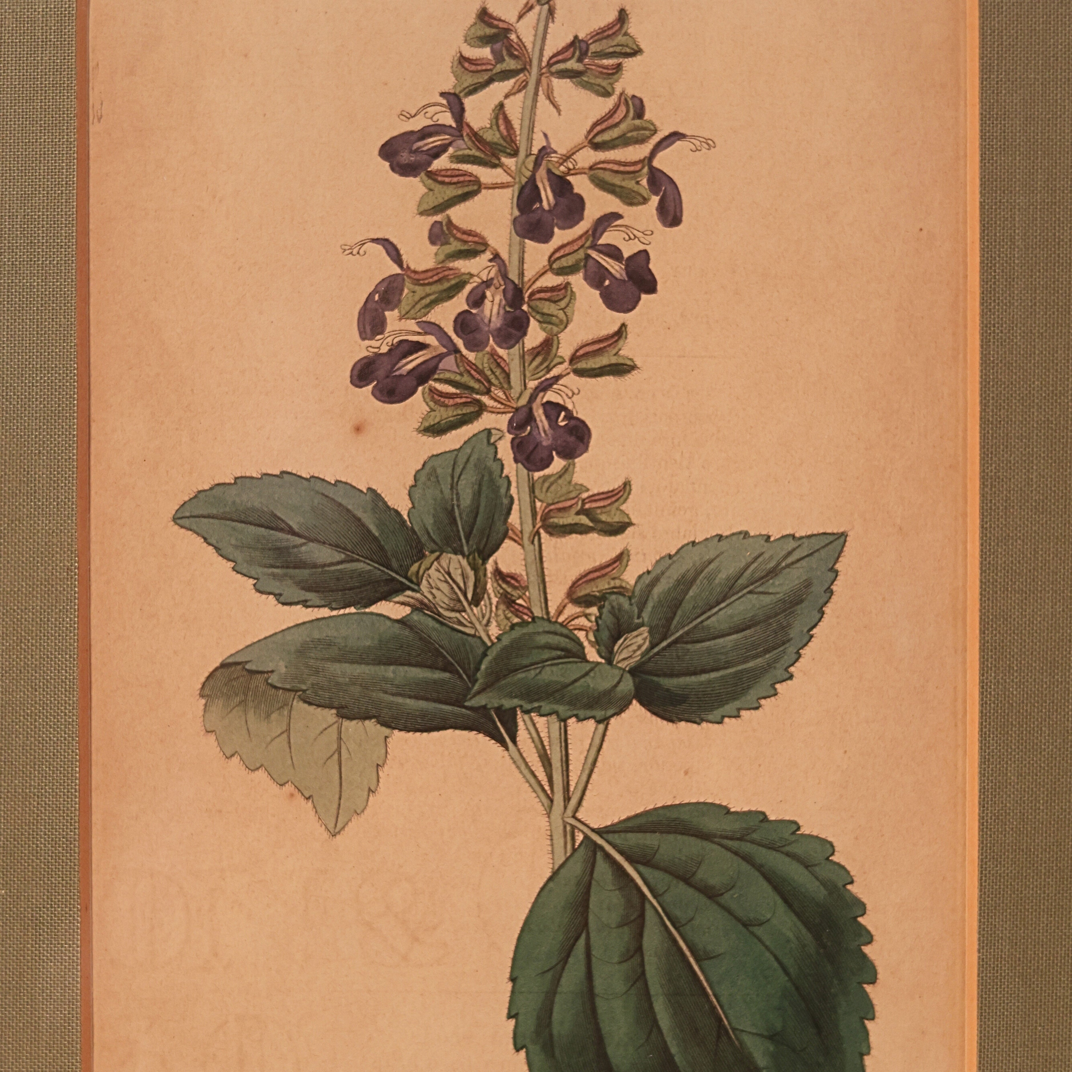 c. 1831 Clary Sage Botanical Engraving