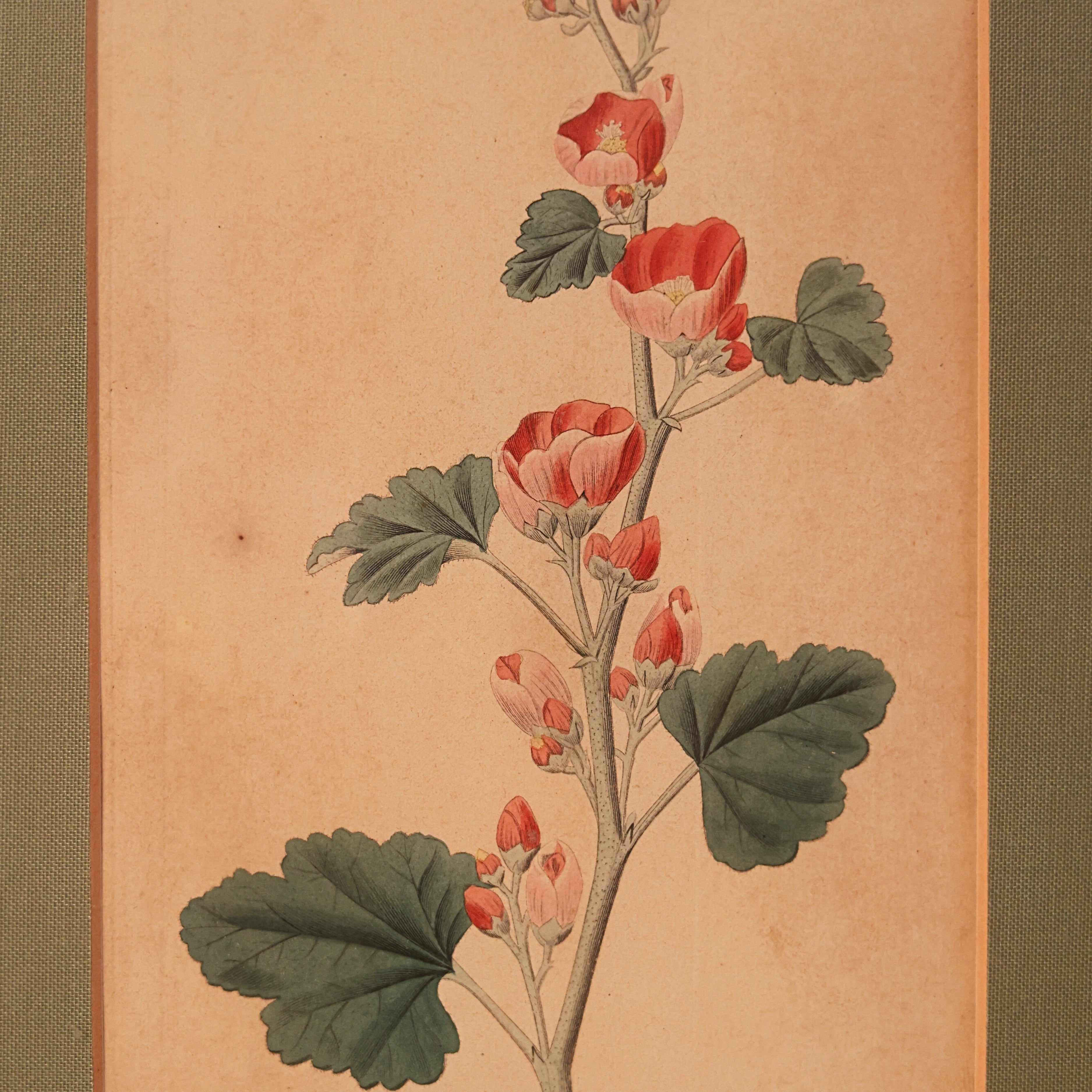 c. 1831 Red Hollyhock Botanical Engraving