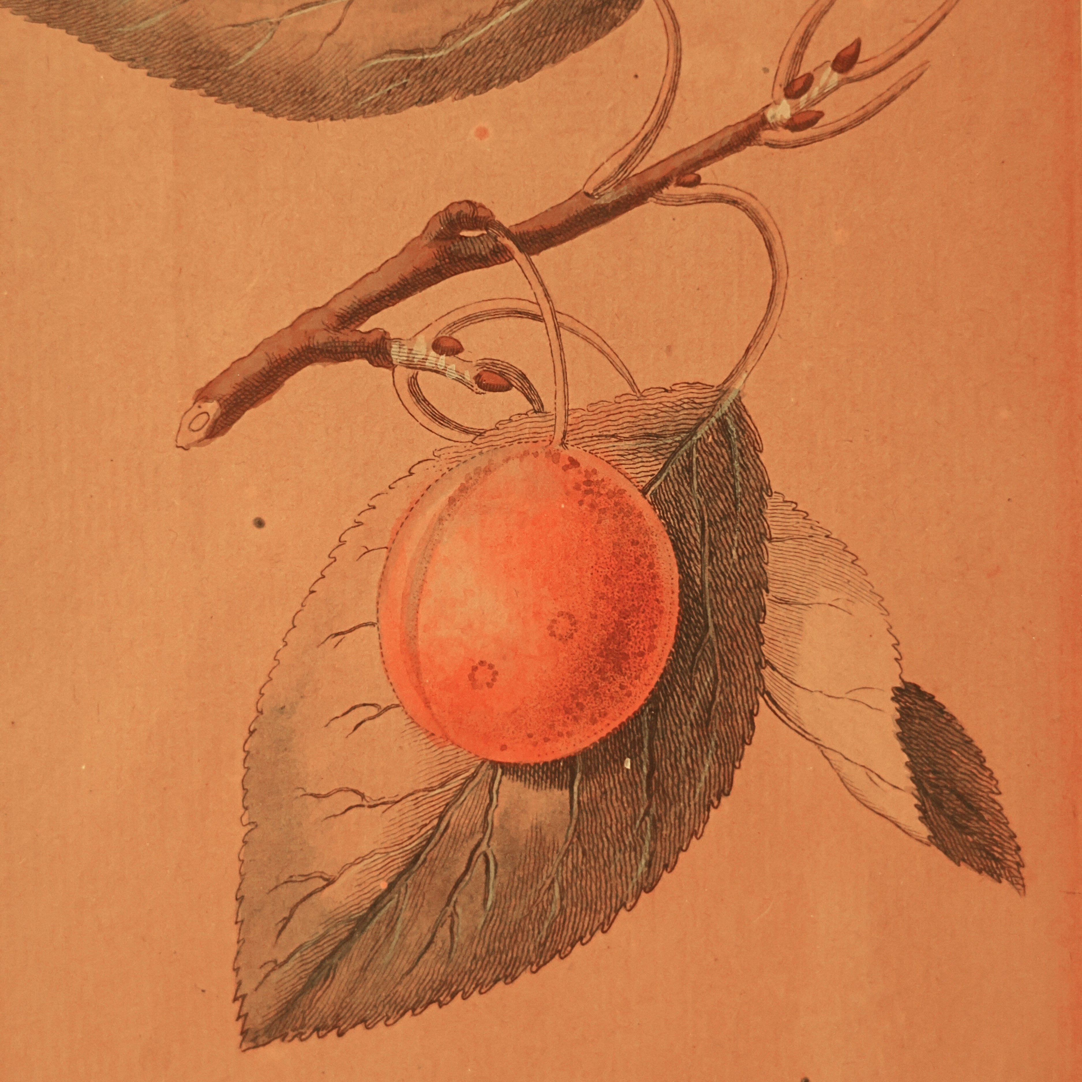 “Die kleine Bricette" (Apricot) — Hand-Colored Botanical Engraving