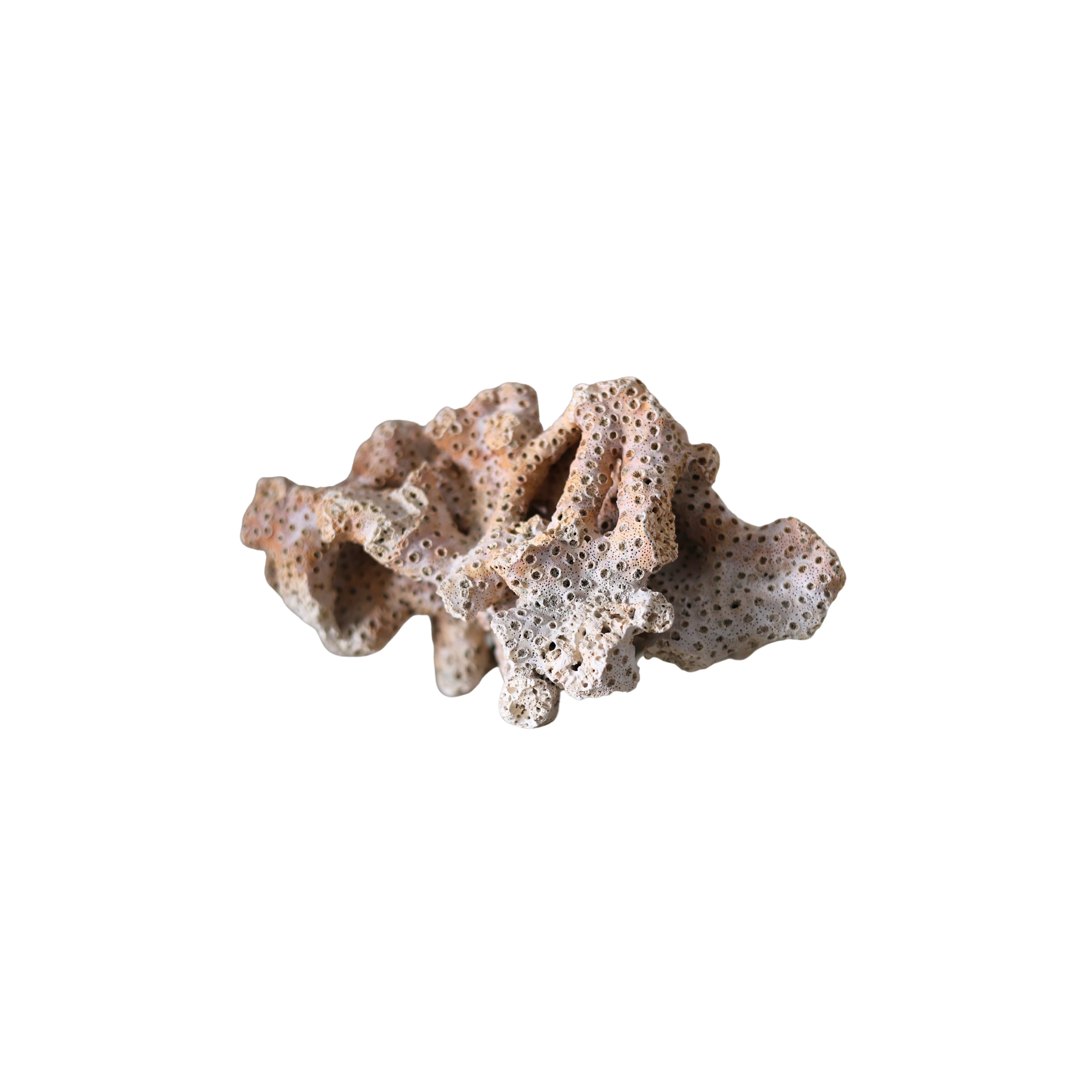 Weathered Pink Coral Specimen