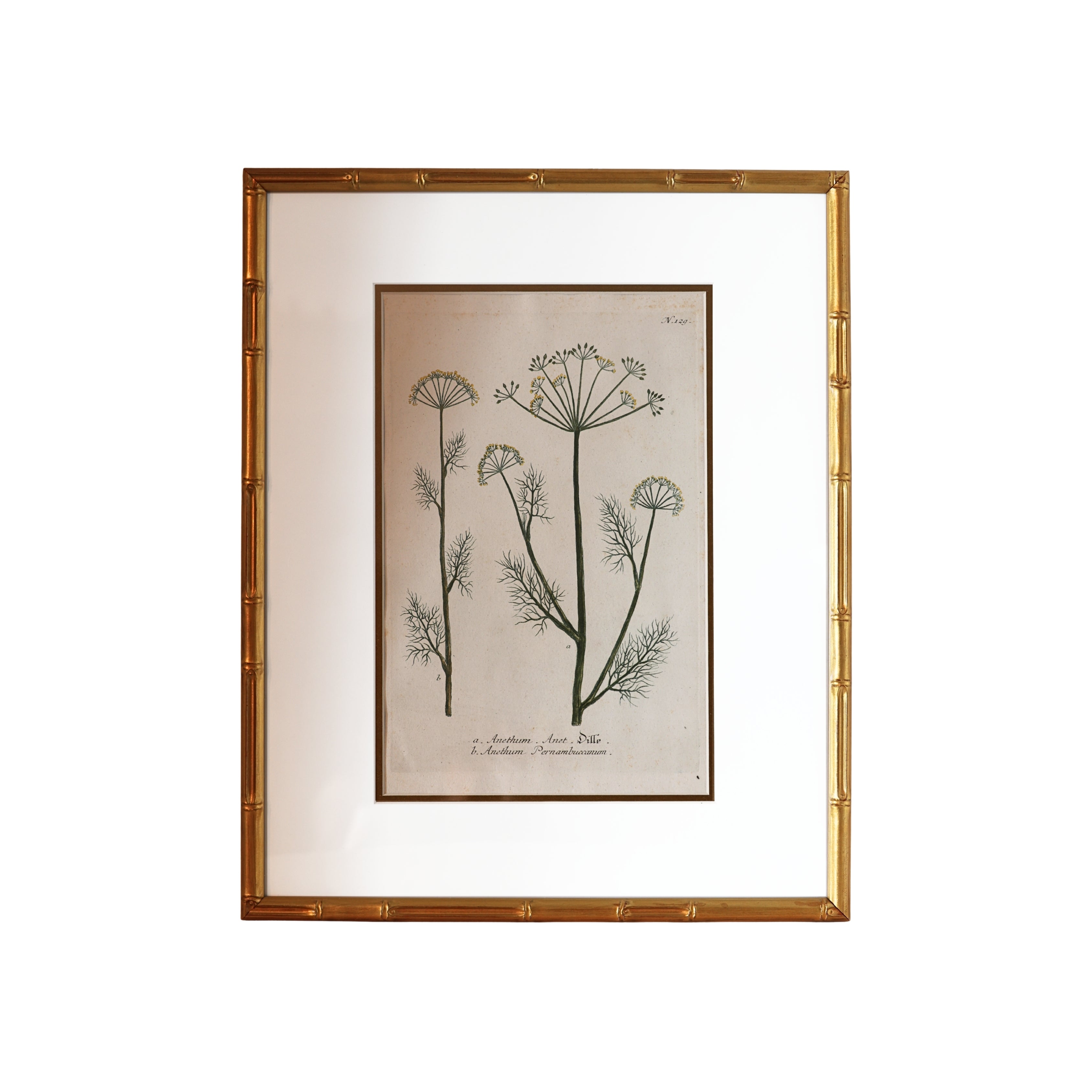 18th c. Botanical Engraving of "Dille" (Anethum)