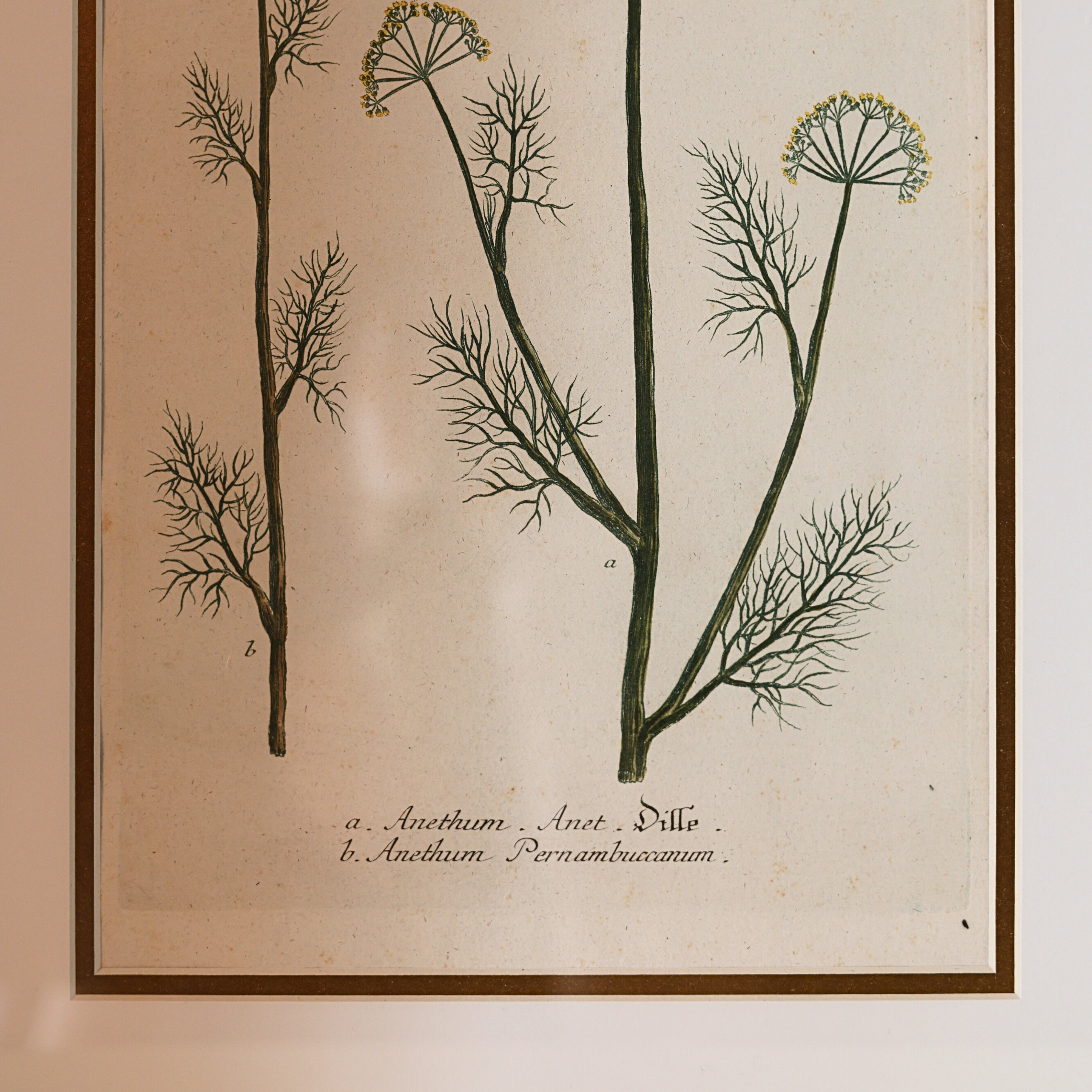 18th c. Botanical Engraving of "Dille" (Anethum)
