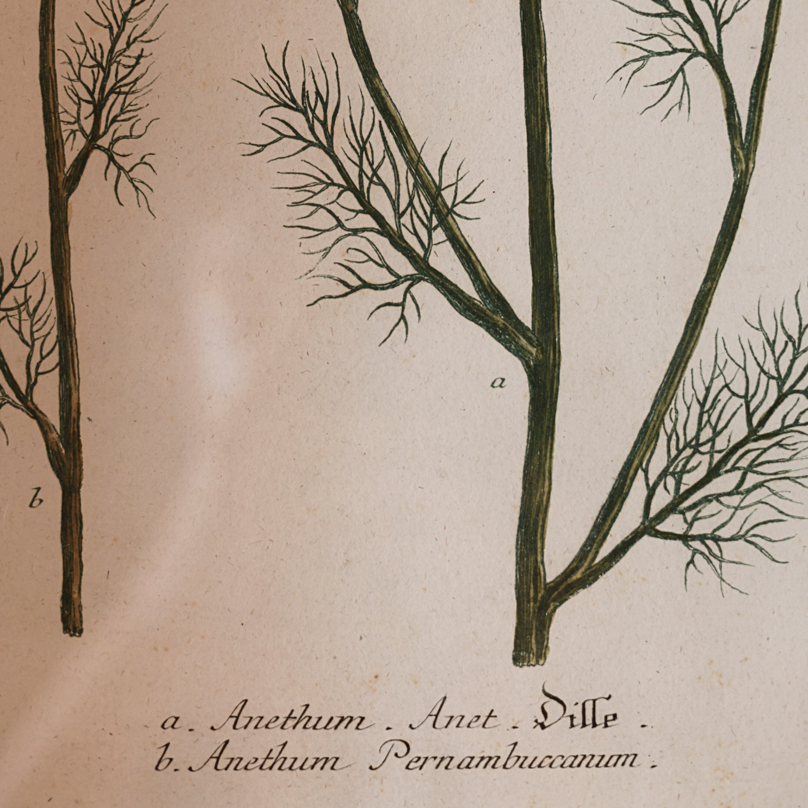 18th c. Botanical Engraving of "Dille" (Anethum)