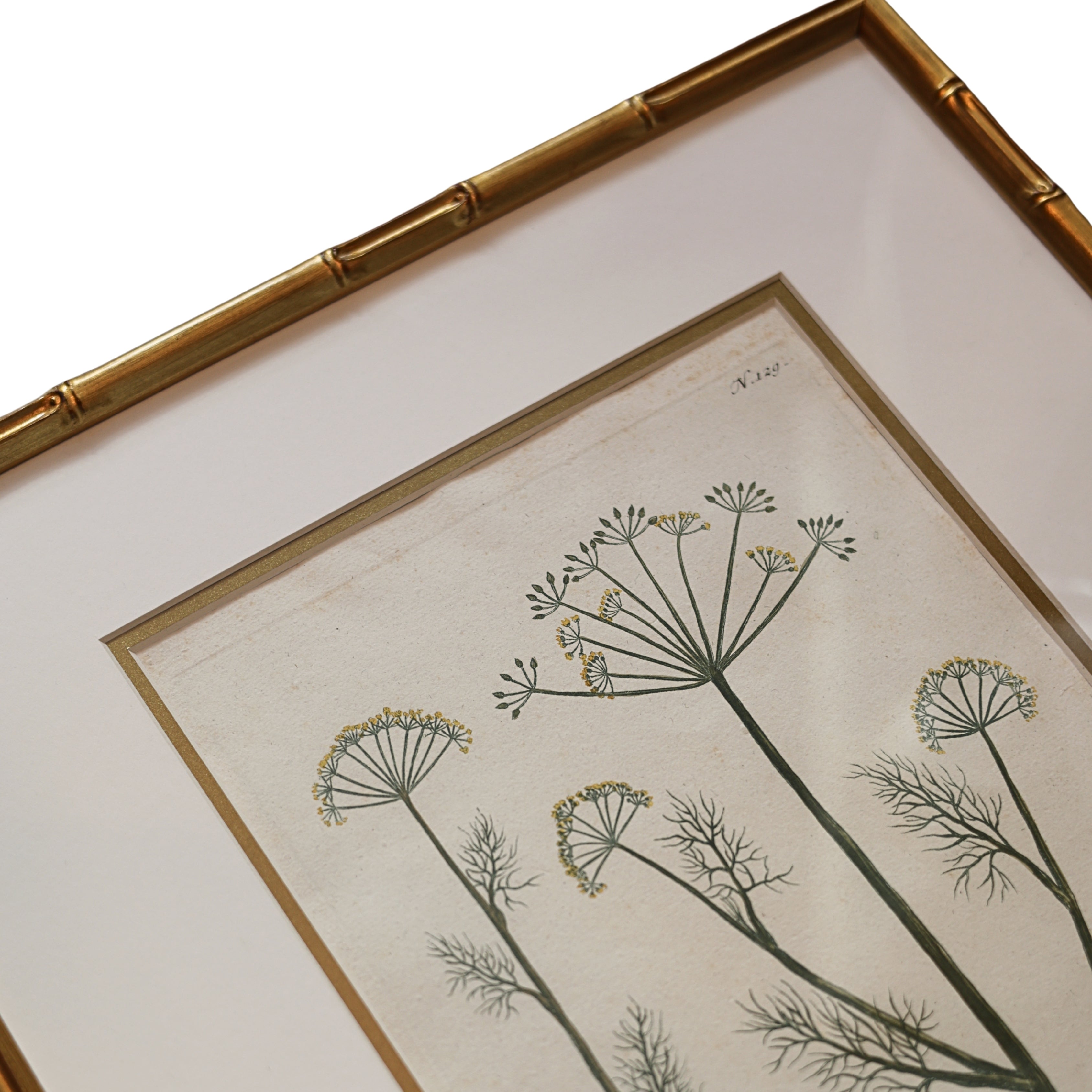 18th c. Botanical Engraving of "Dille" (Anethum)