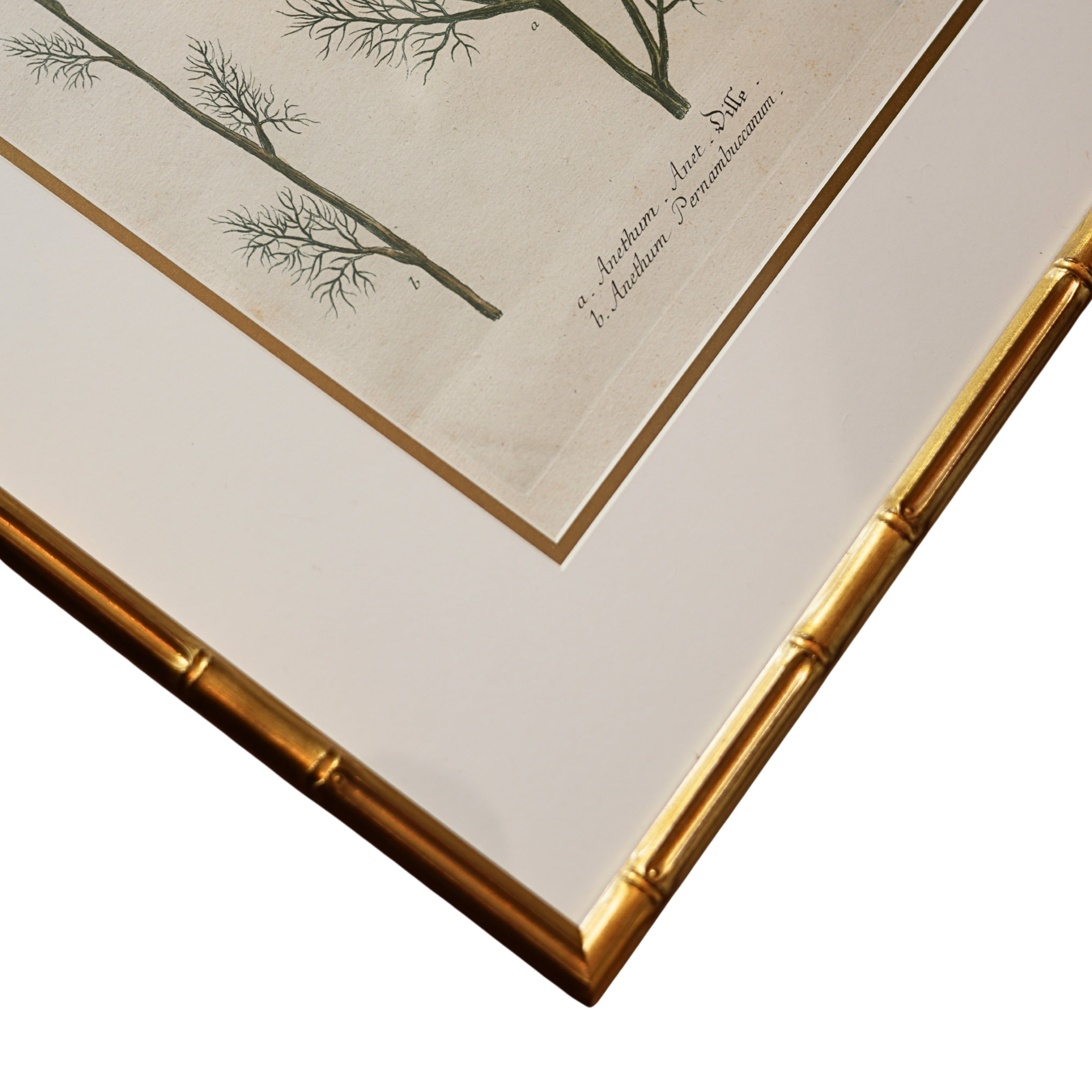 18th c. Botanical Engraving of "Dille" (Anethum)