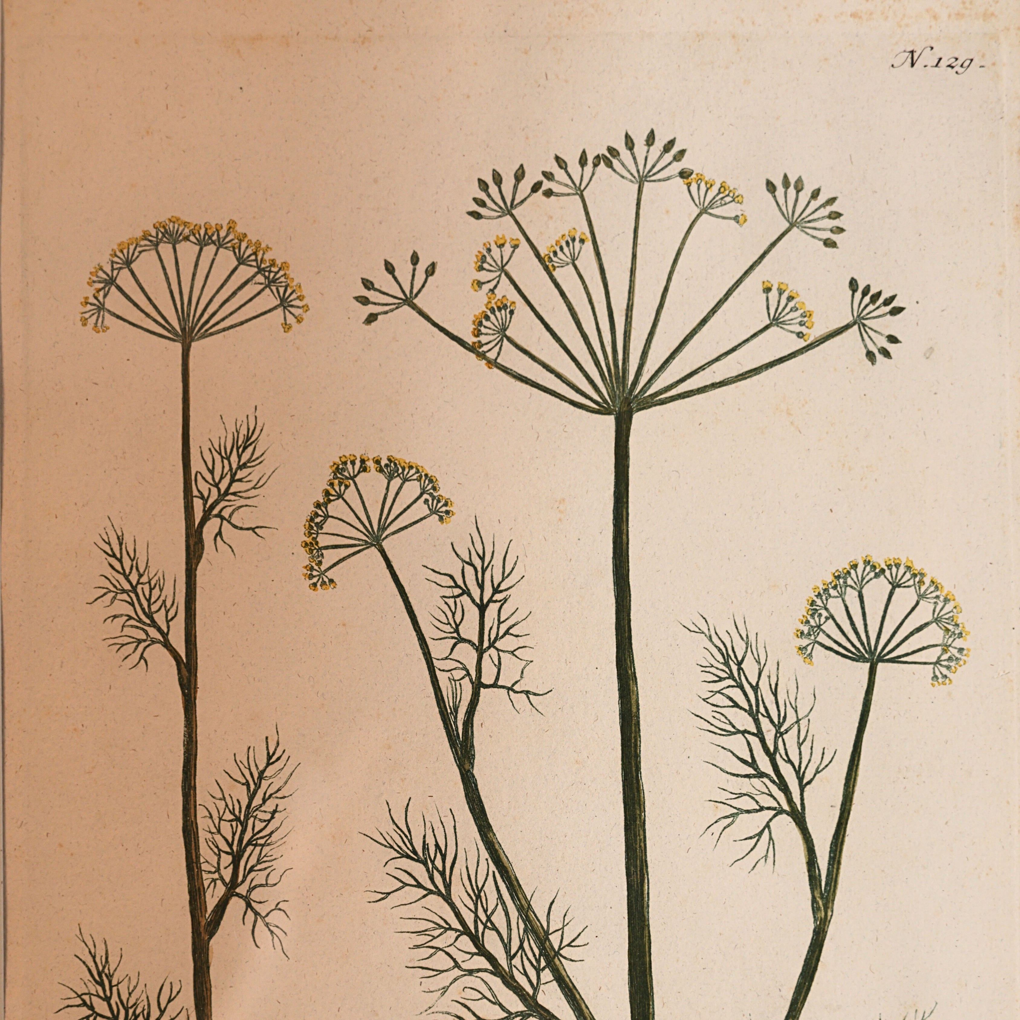 18th c. Botanical Engraving of "Dille" (Anethum)