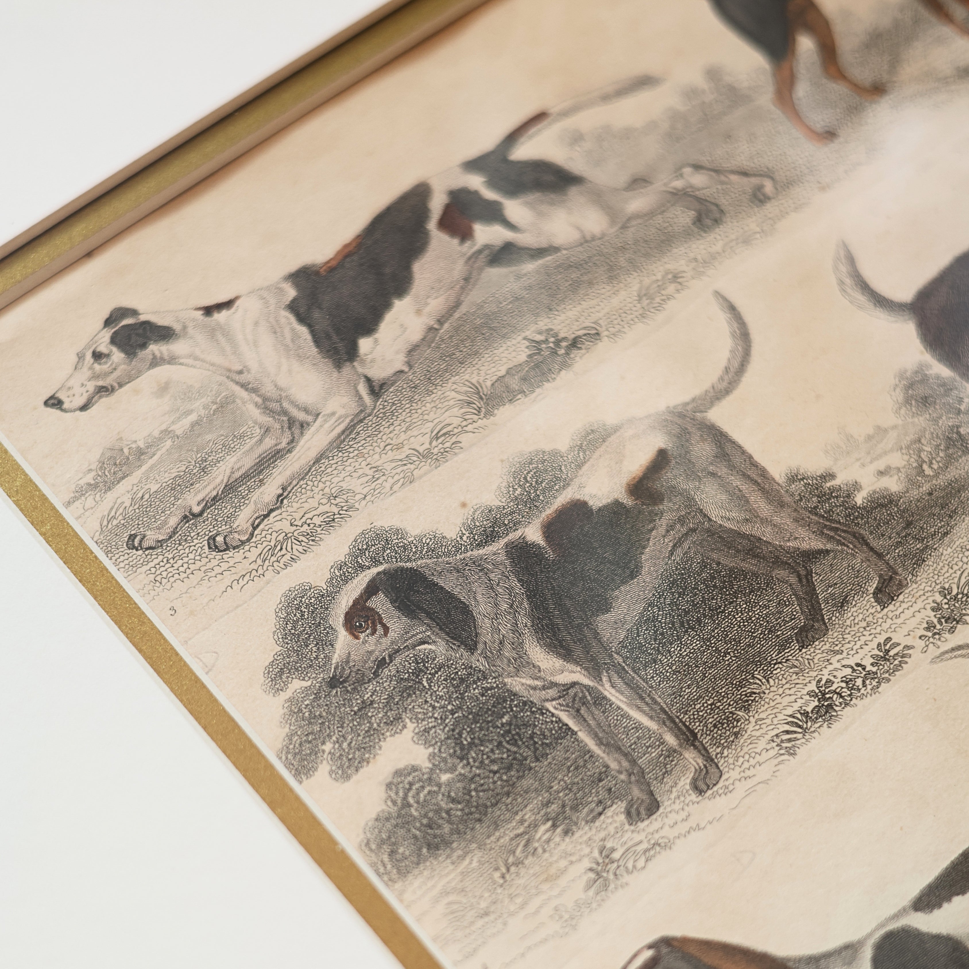 19th c. Canine Engraving — Sporting & Hound Breeds, B.