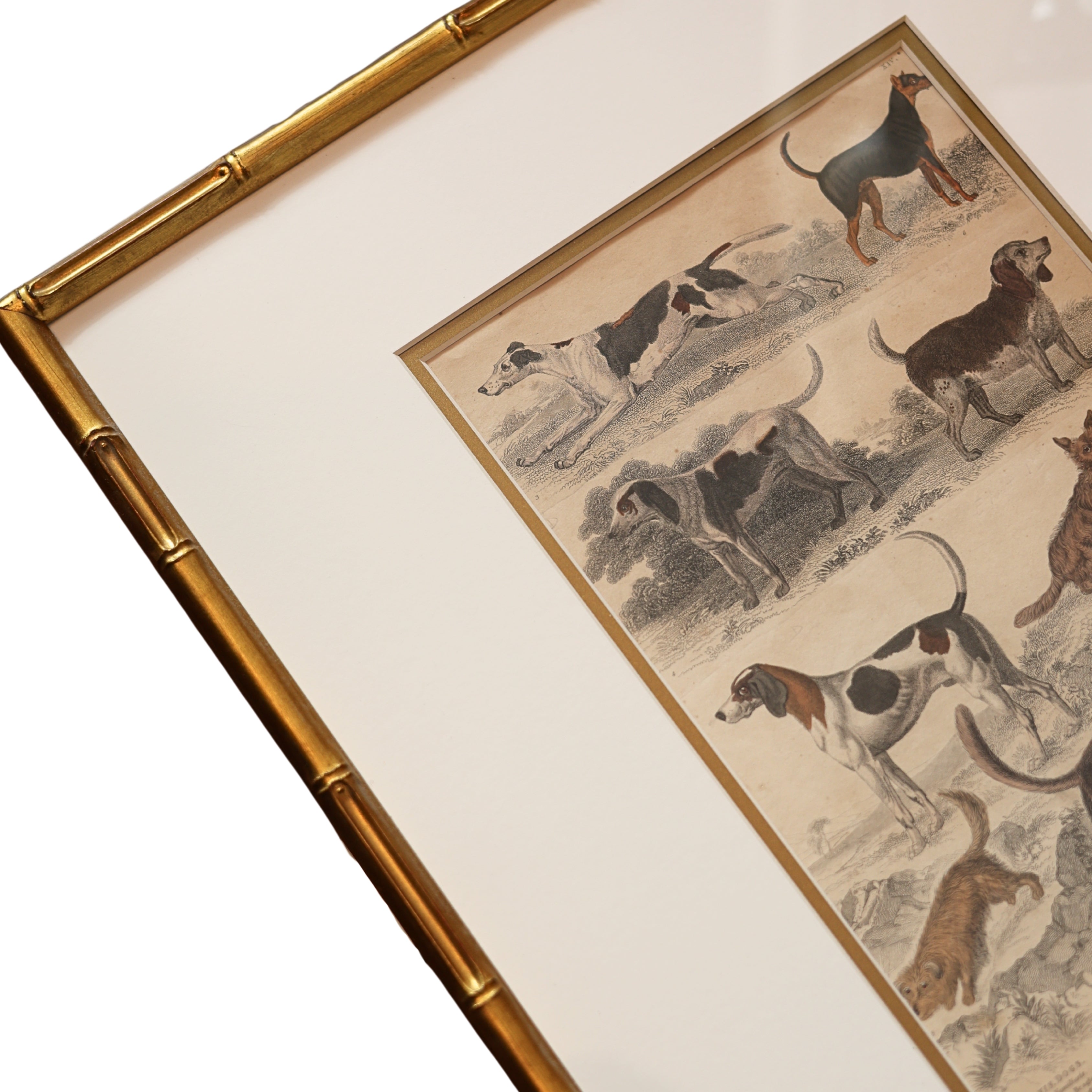 19th c. Canine Engraving — Sporting & Hound Breeds, B.
