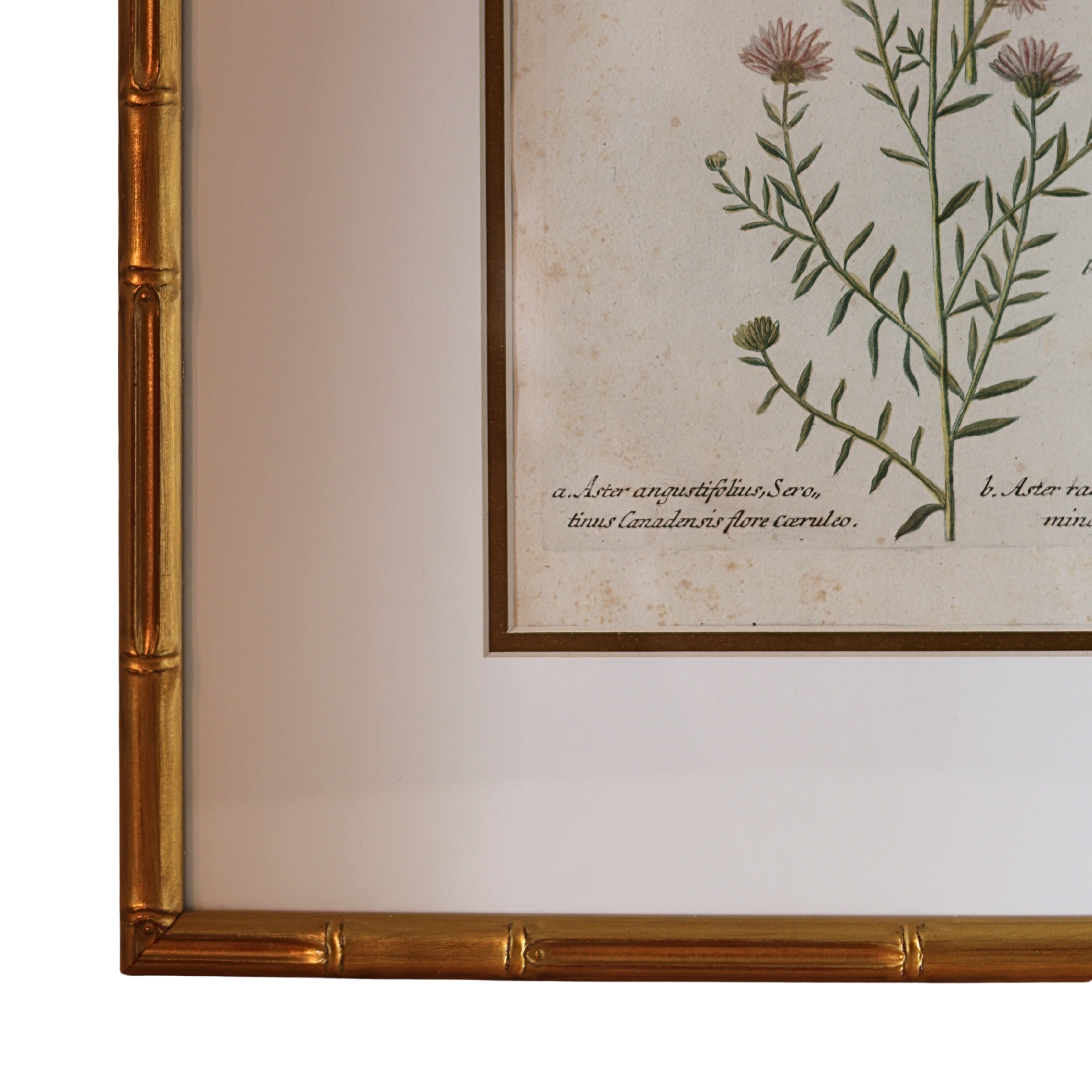 18th c. Botanical Engraving of "Aster"