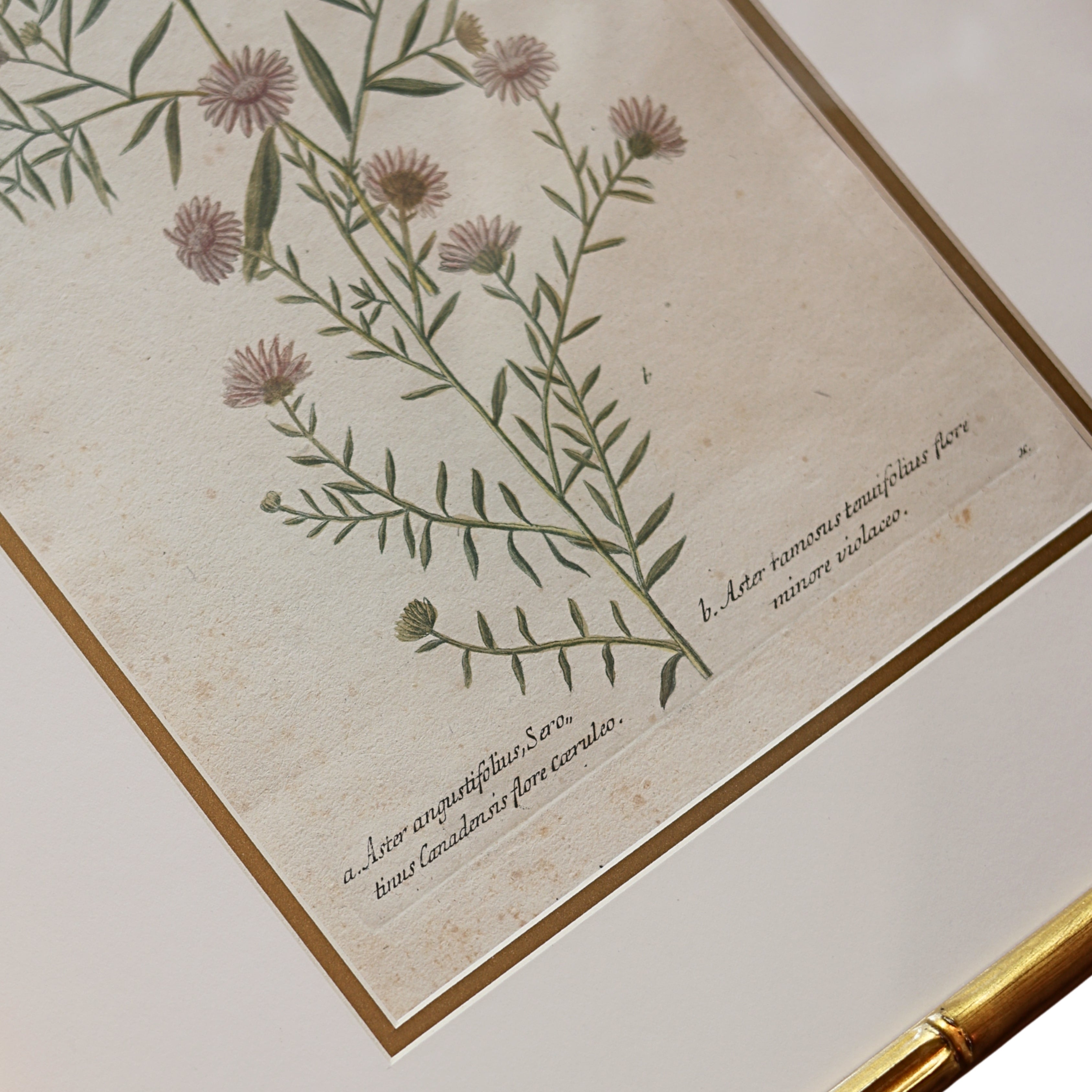 18th c. Botanical Engraving of "Aster"