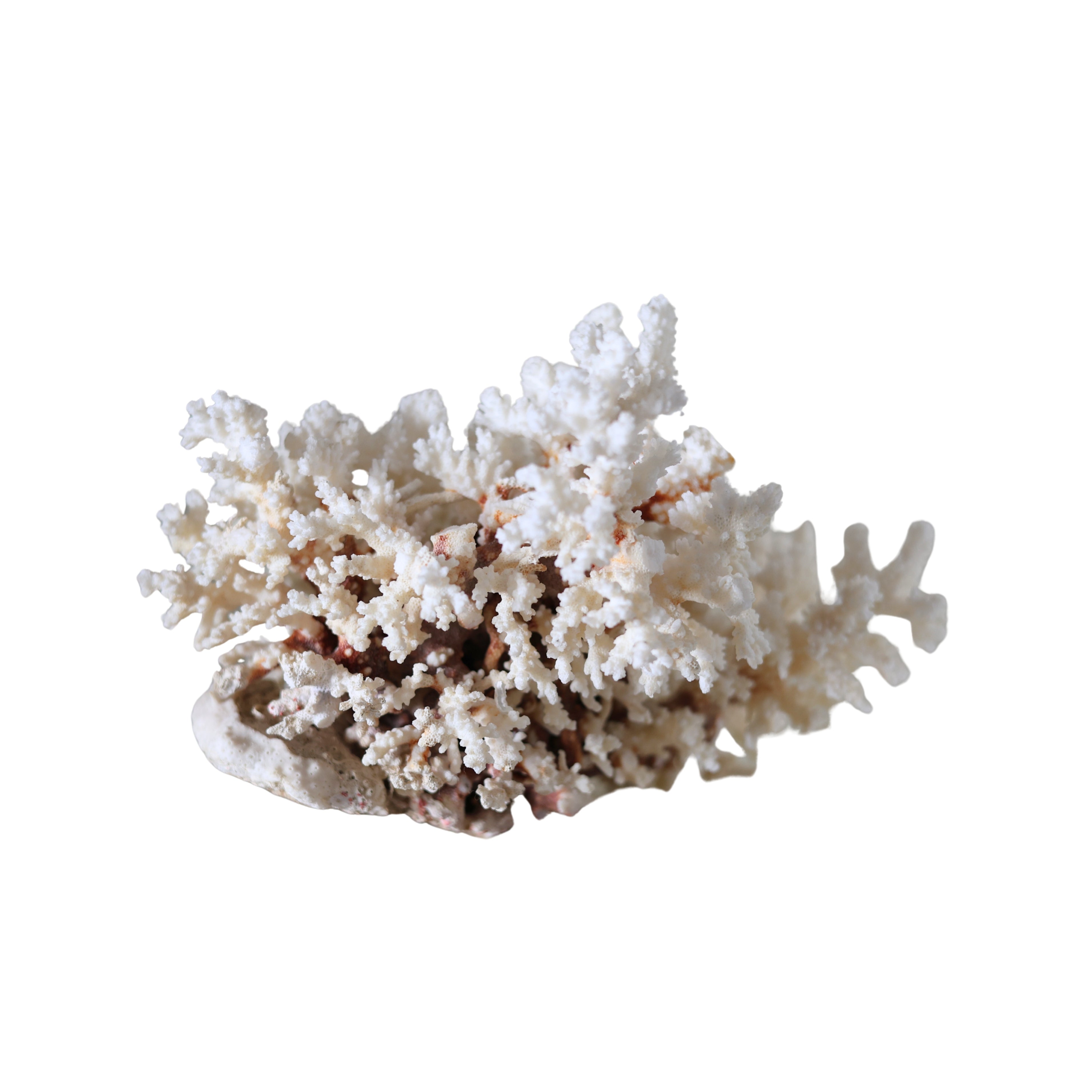 Large White Branch Coral Specimen