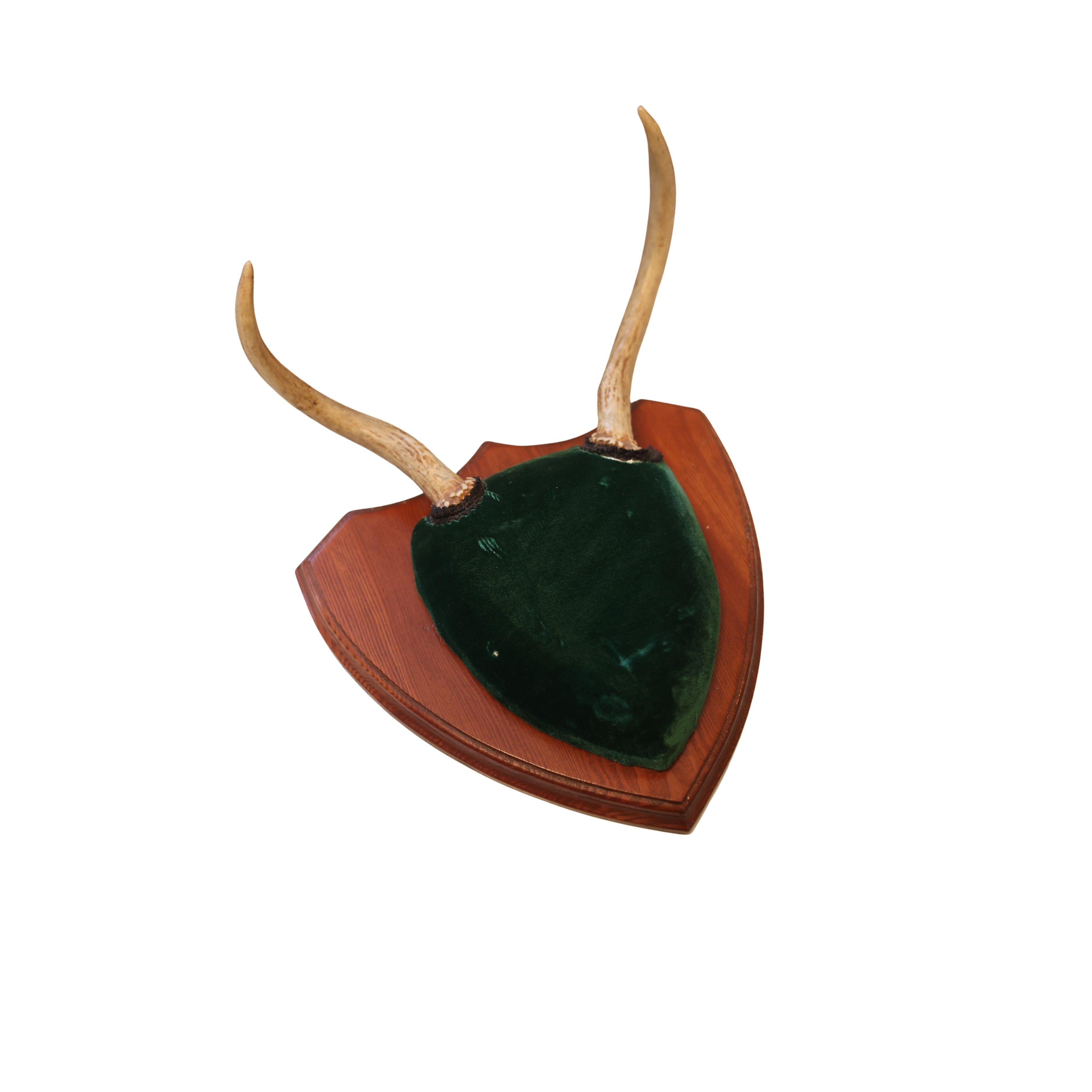 Shield-Mounted Antlers with Velvet Plaque