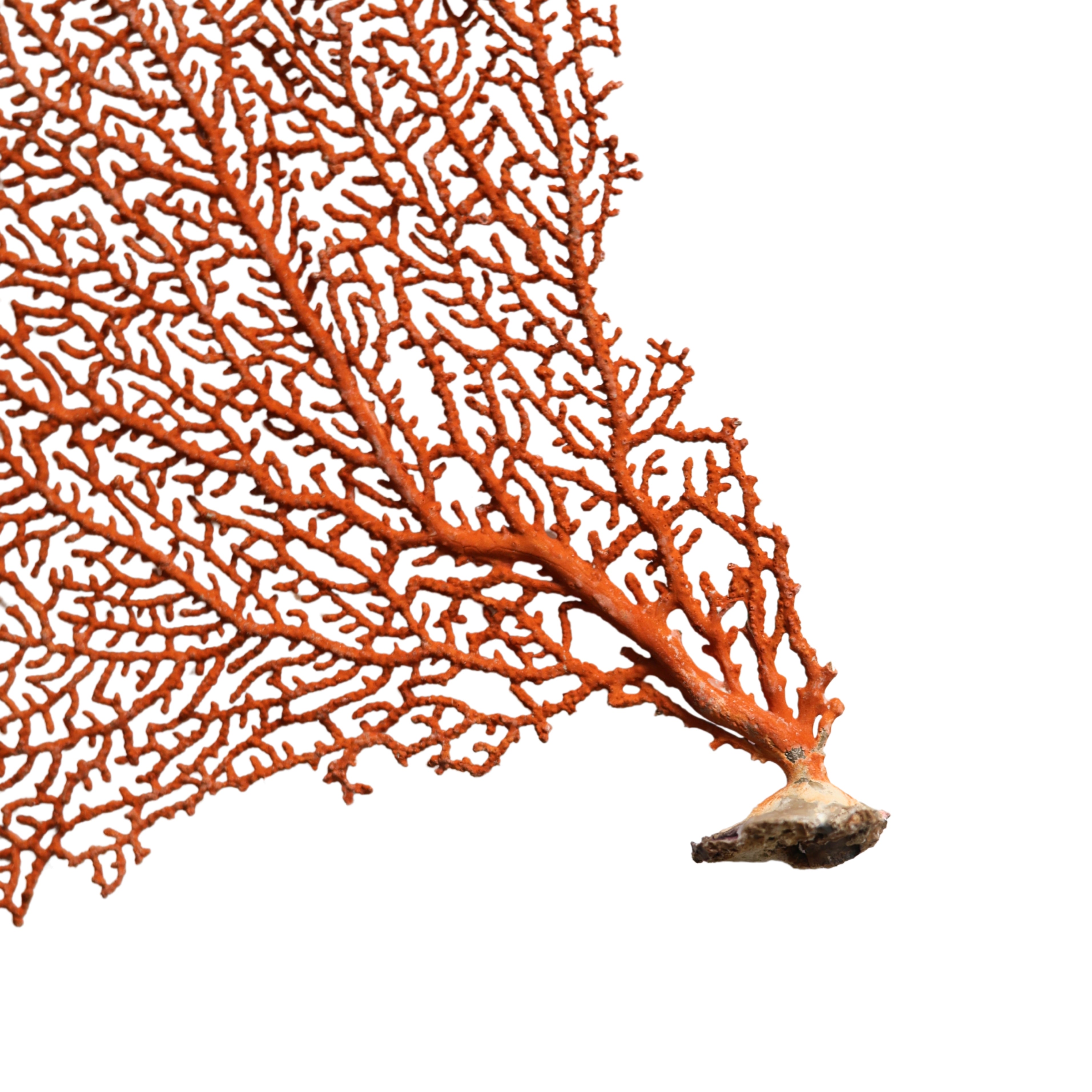Tall Red Sea Fan Specimen