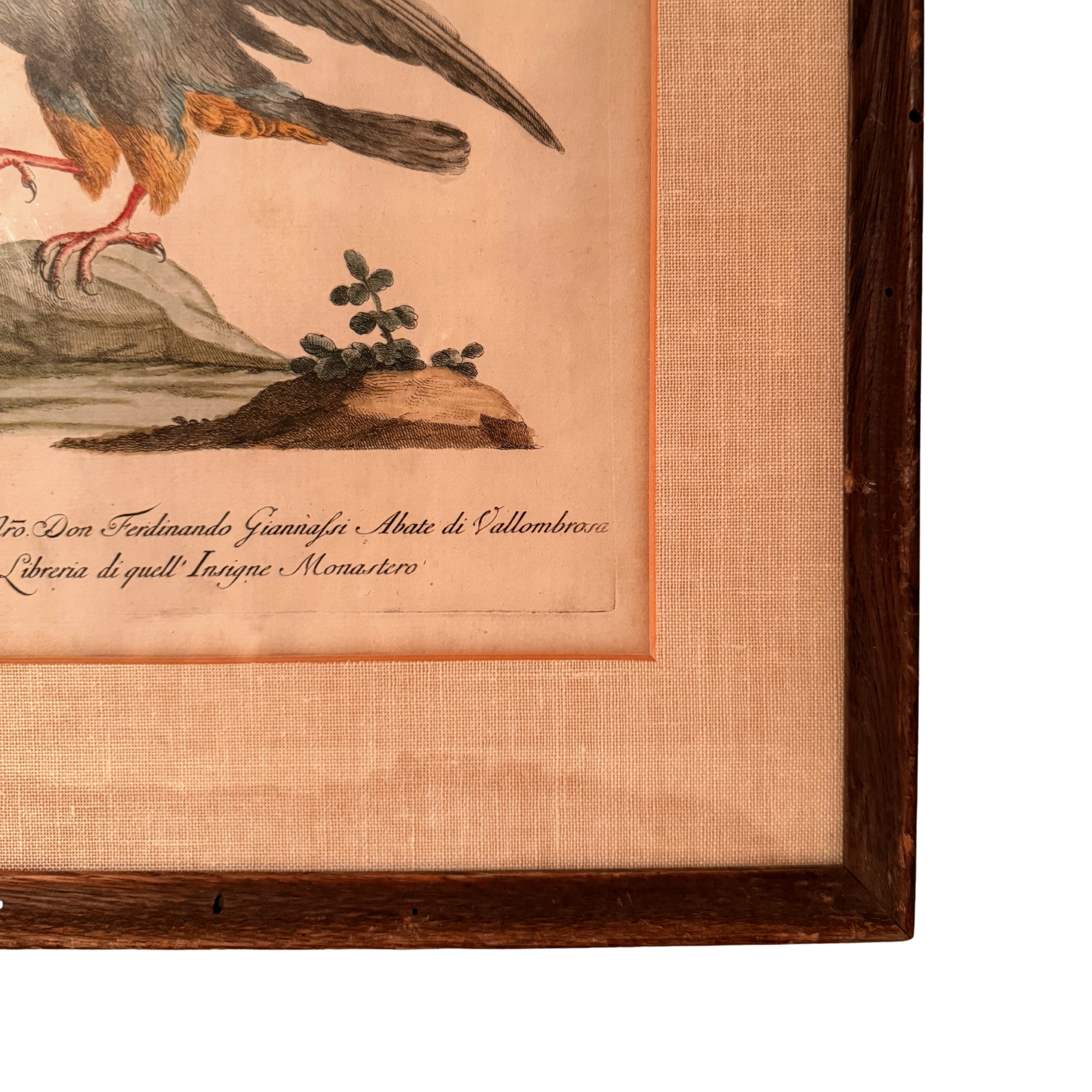 S. Manetti Engraving — Falco Peregrinus