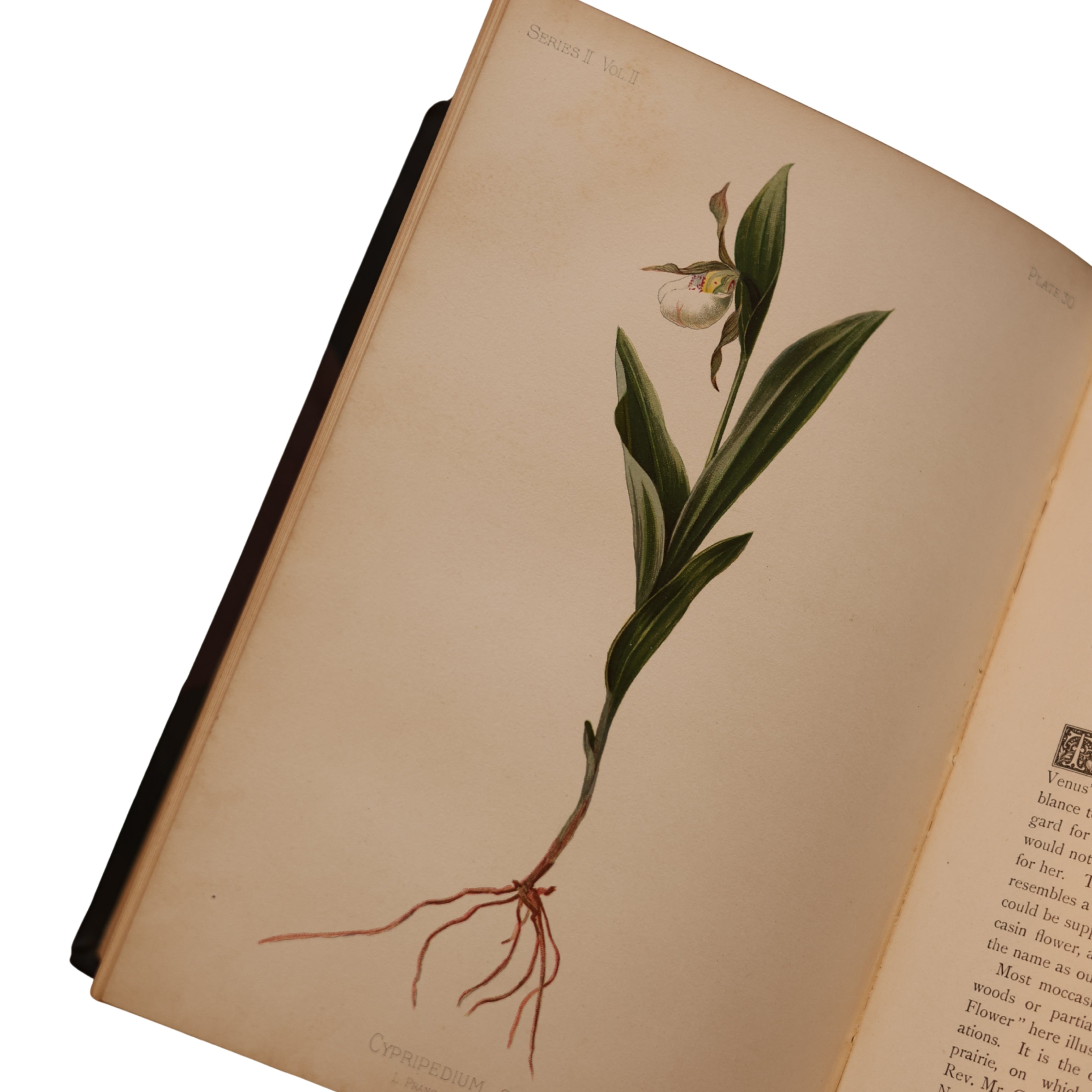 The Native Flowers and Ferns of the United States