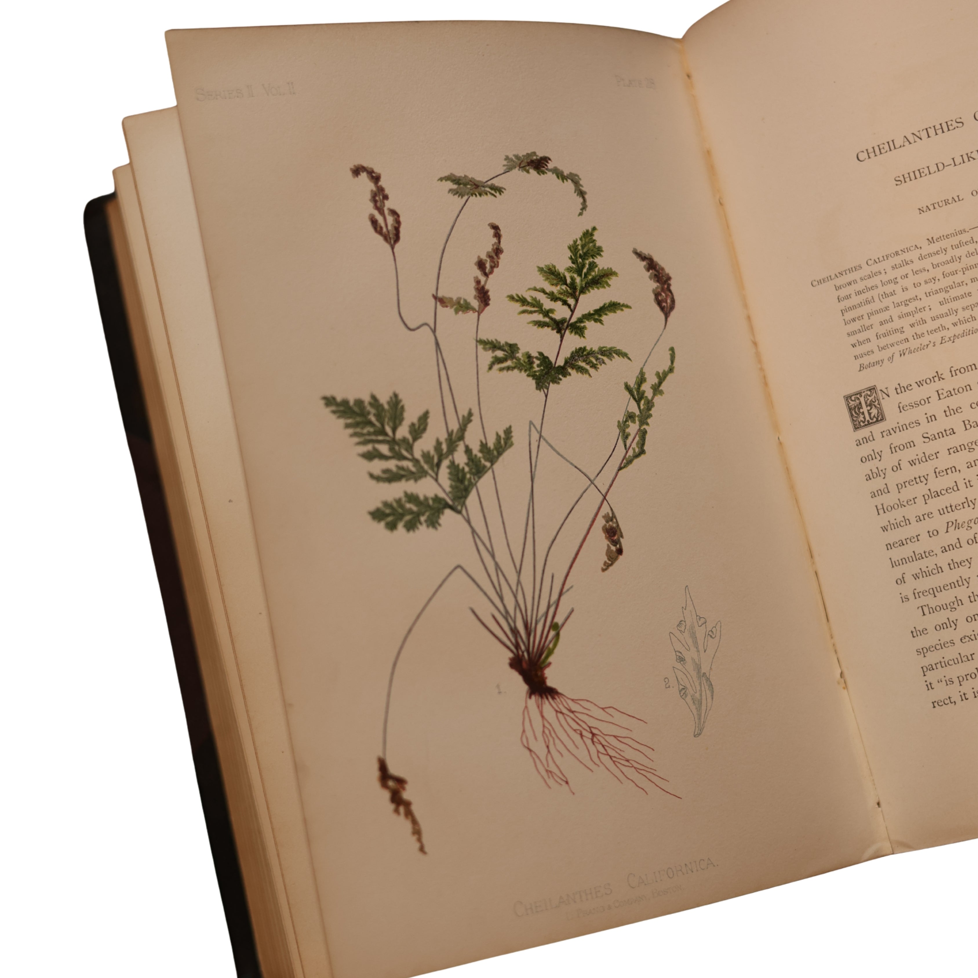 The Native Flowers and Ferns of the United States