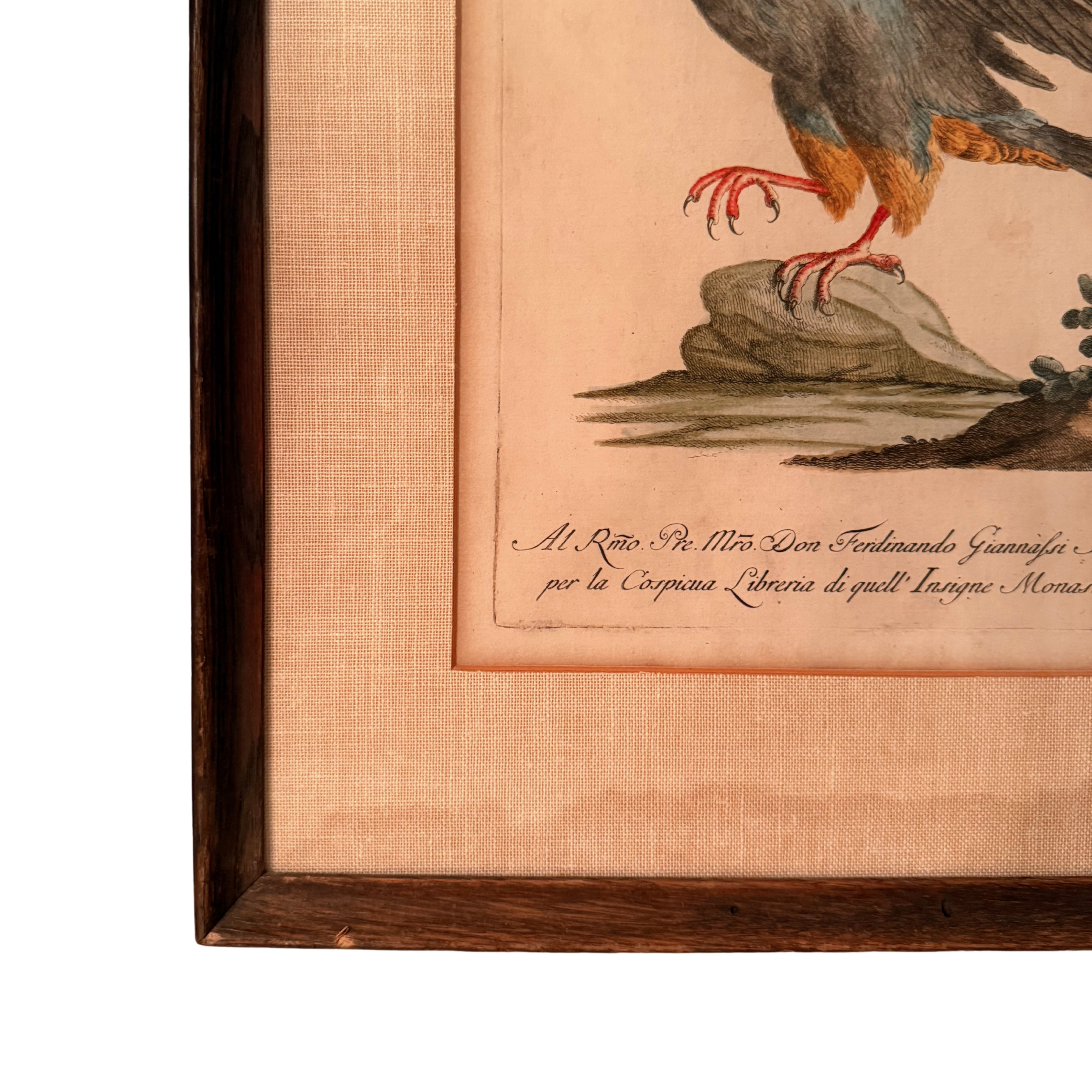 S. Manetti Engraving — Falco Peregrinus