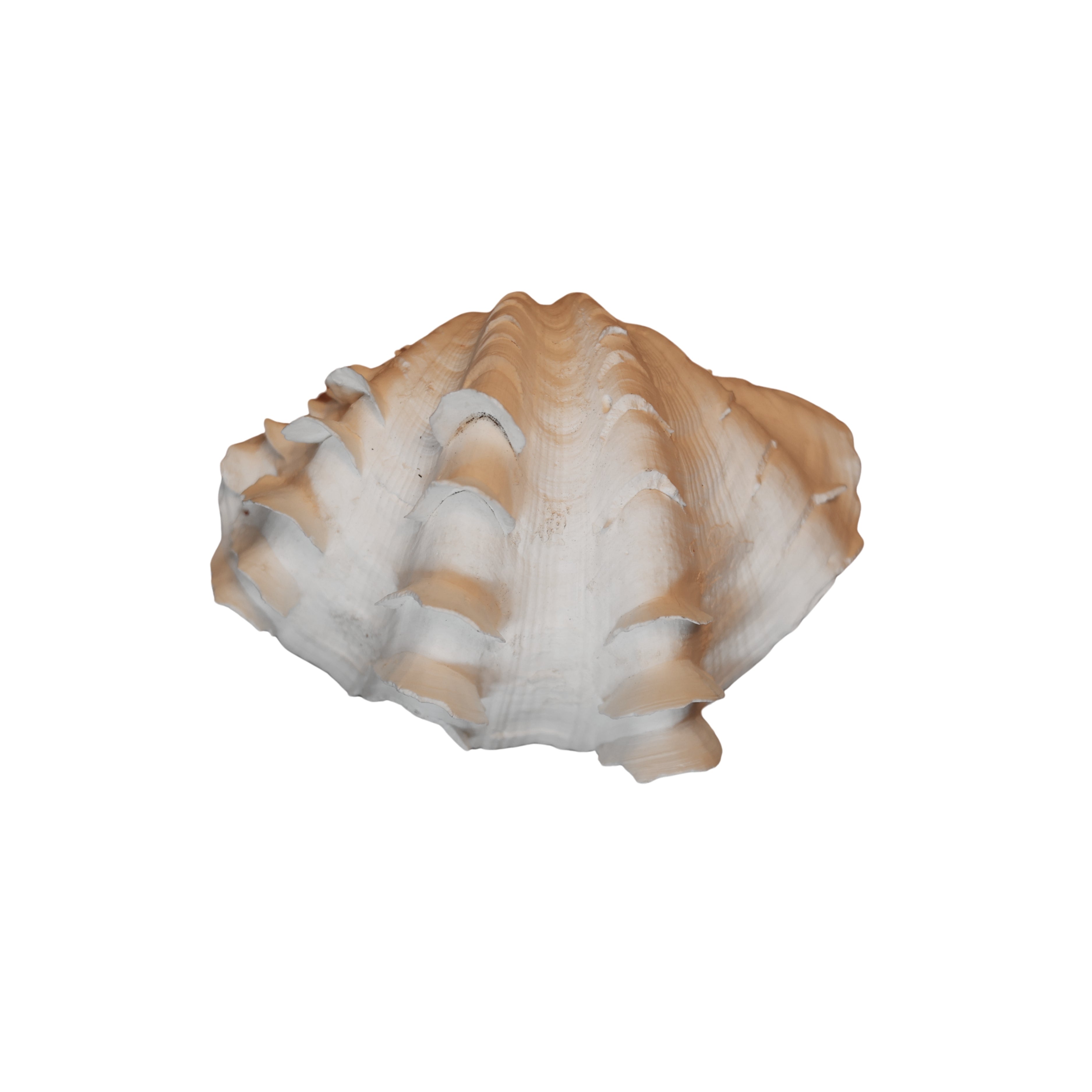Large Ruffled Clam Shell