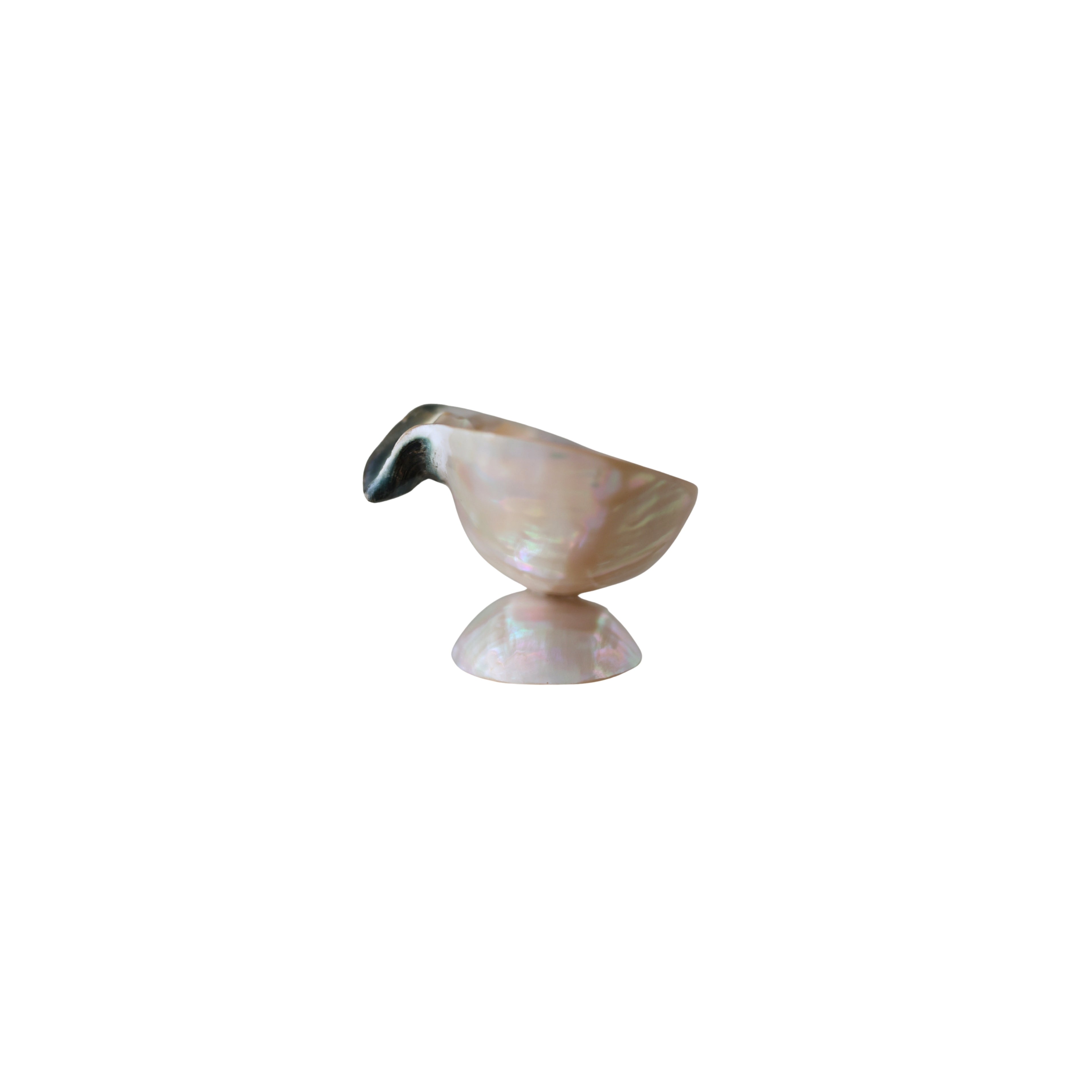 Turbo Shell Caviar Dish with Spoon