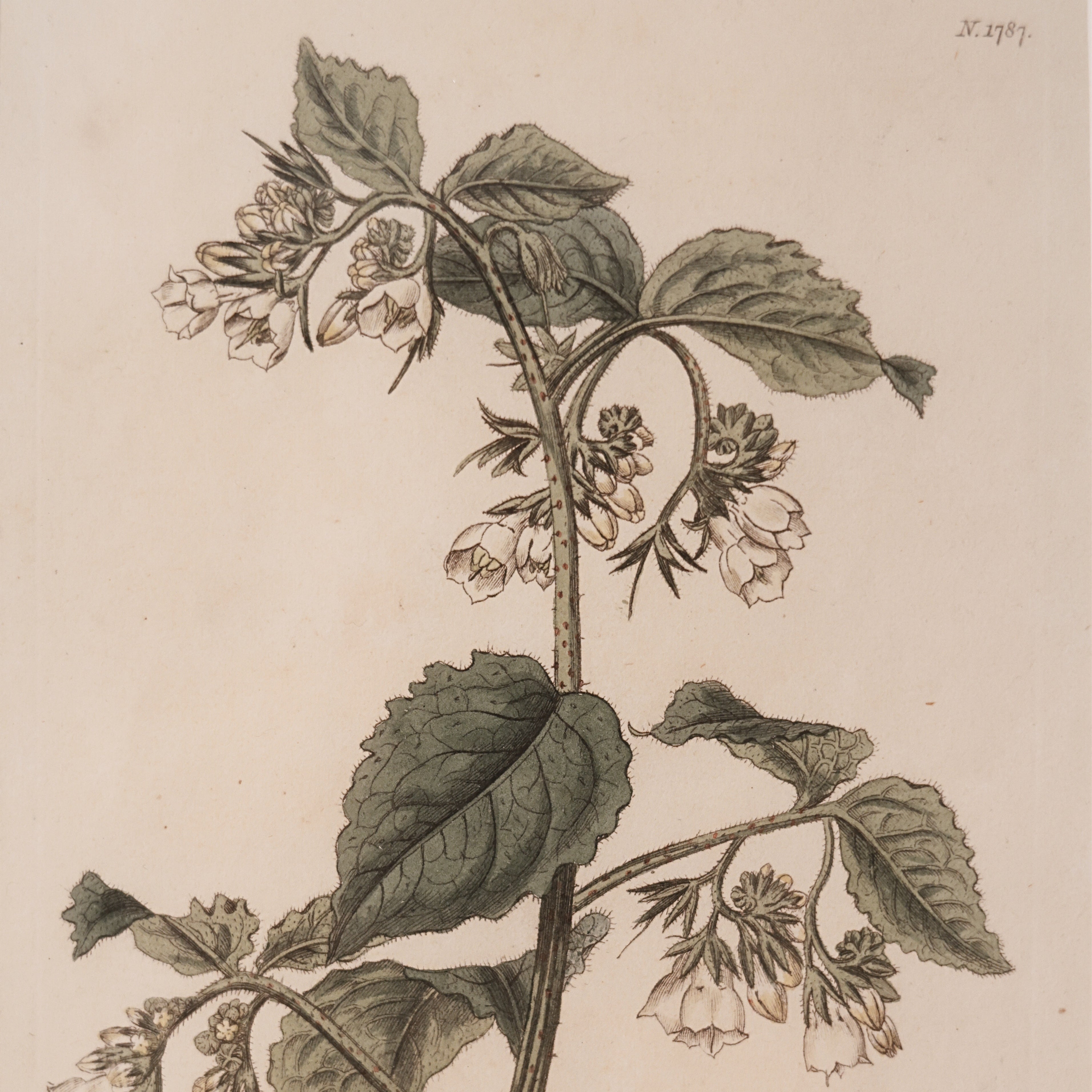 c. 1816 English Botanical Engraving of Comfrey
