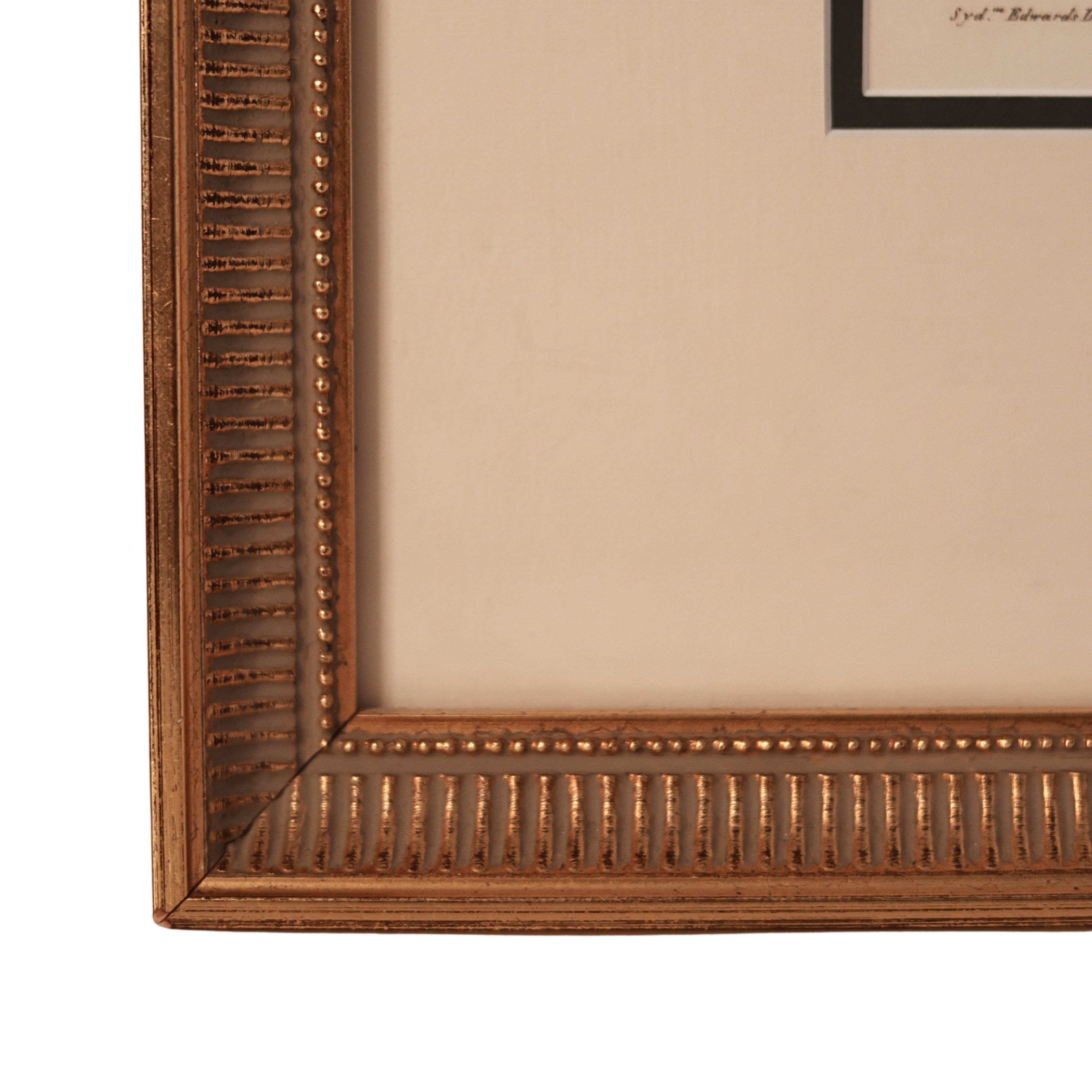 c. 1812 English Botanical Engraving of Hellebore