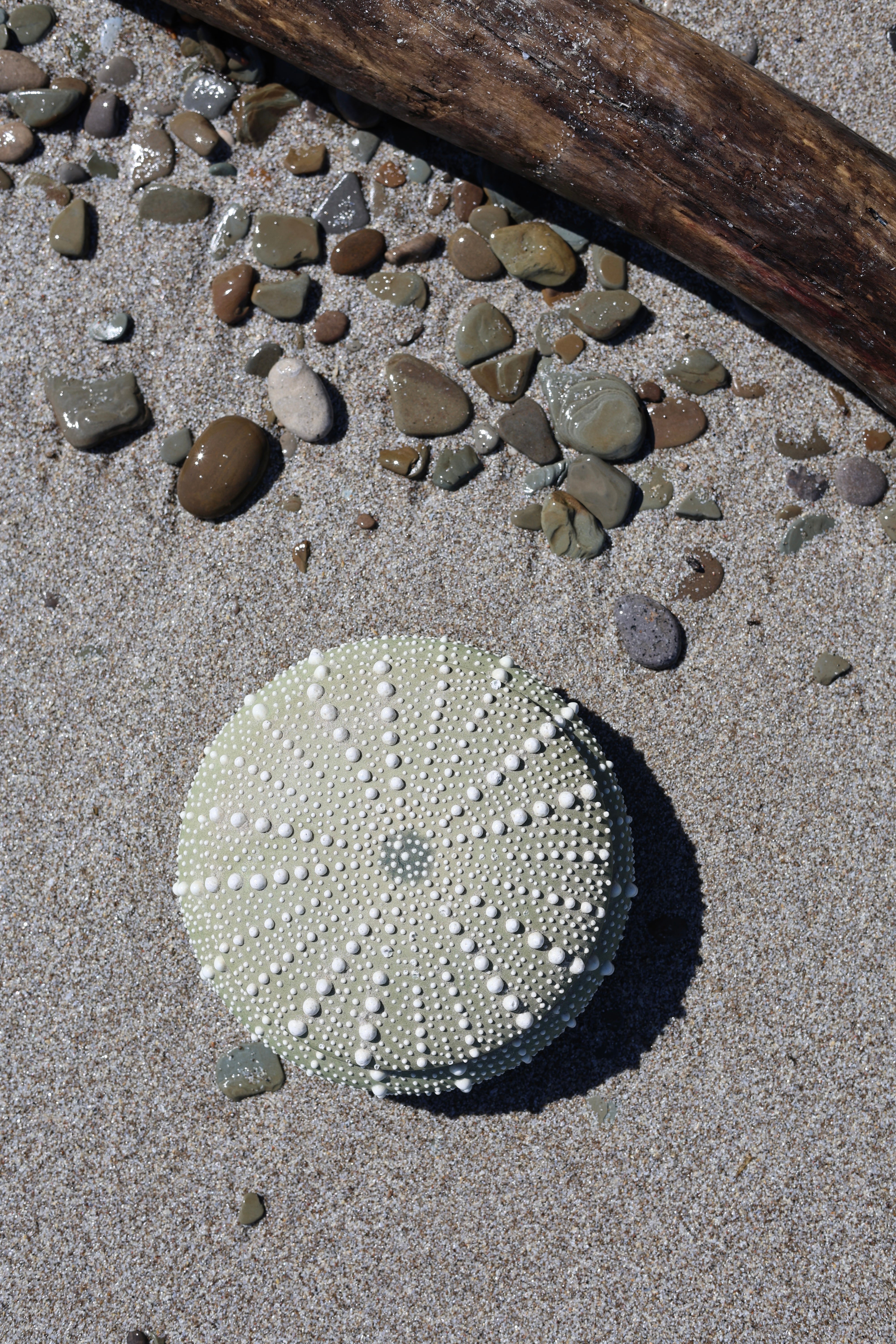 Ceramic Sea Urchin Box