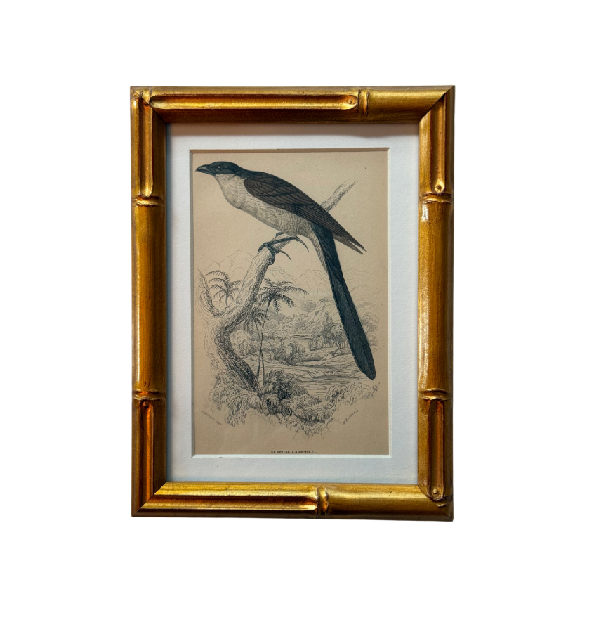 Senegal 19th c. Lizars Engraving