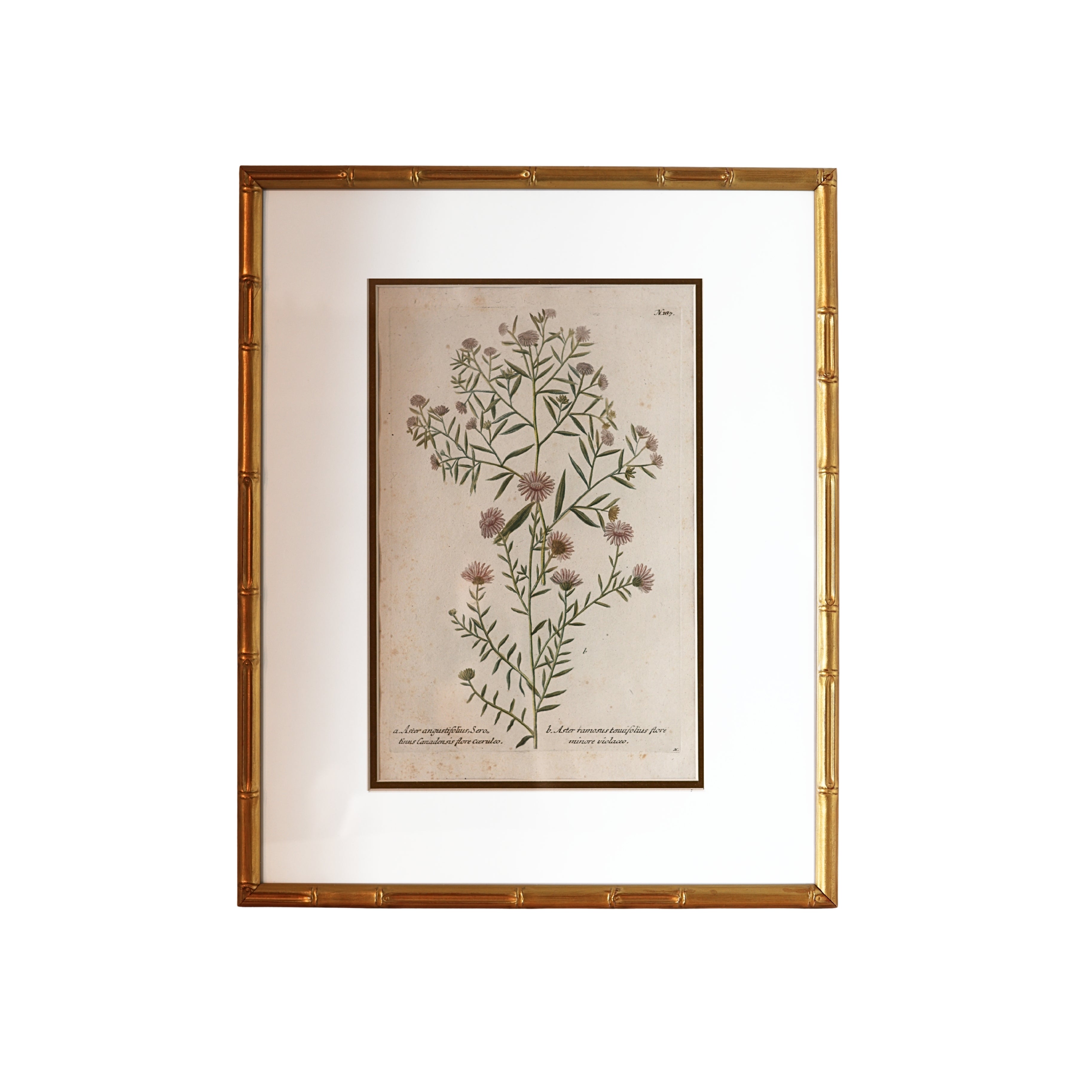 18th c. Botanical Engraving of "Aster"