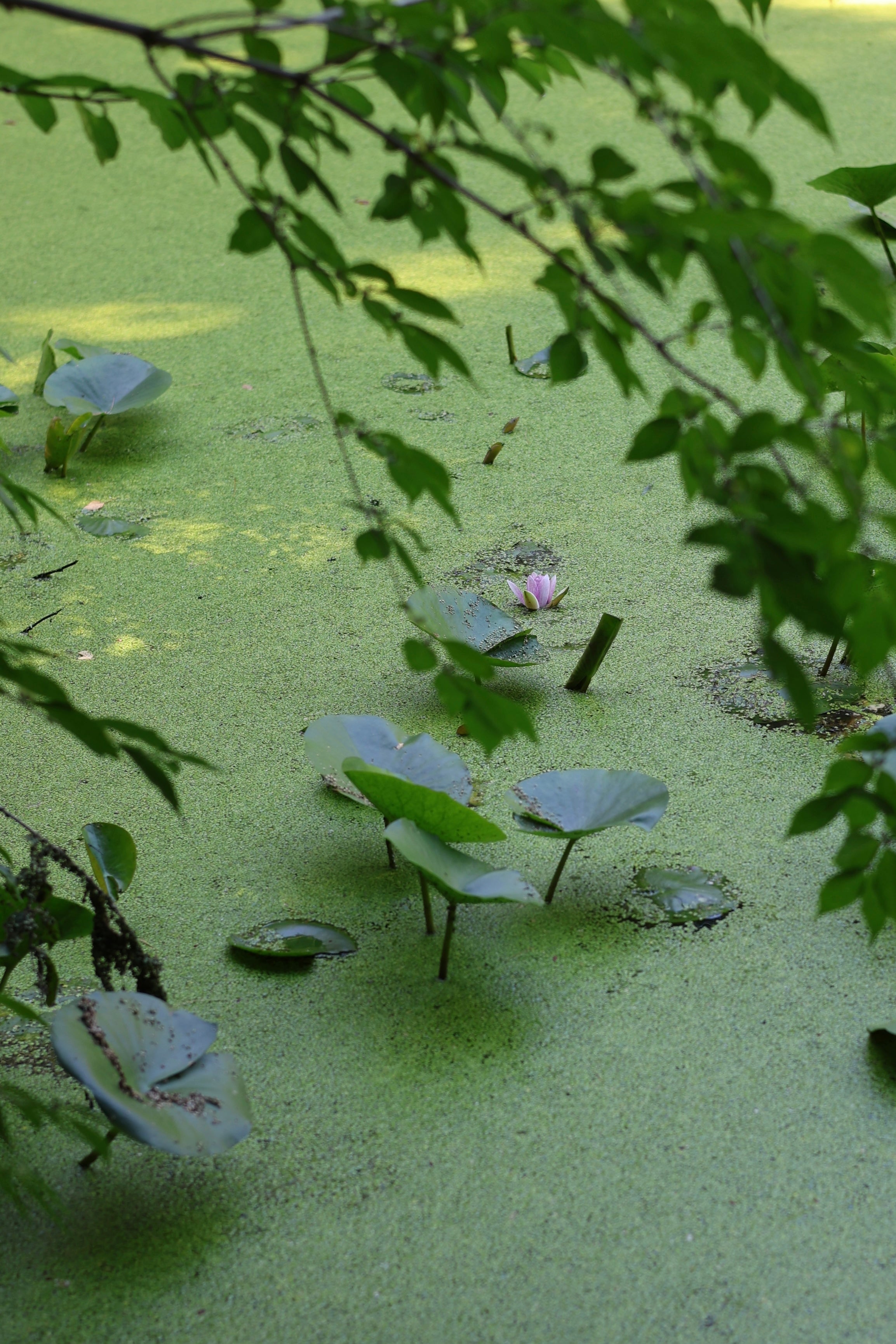 White Lotus
