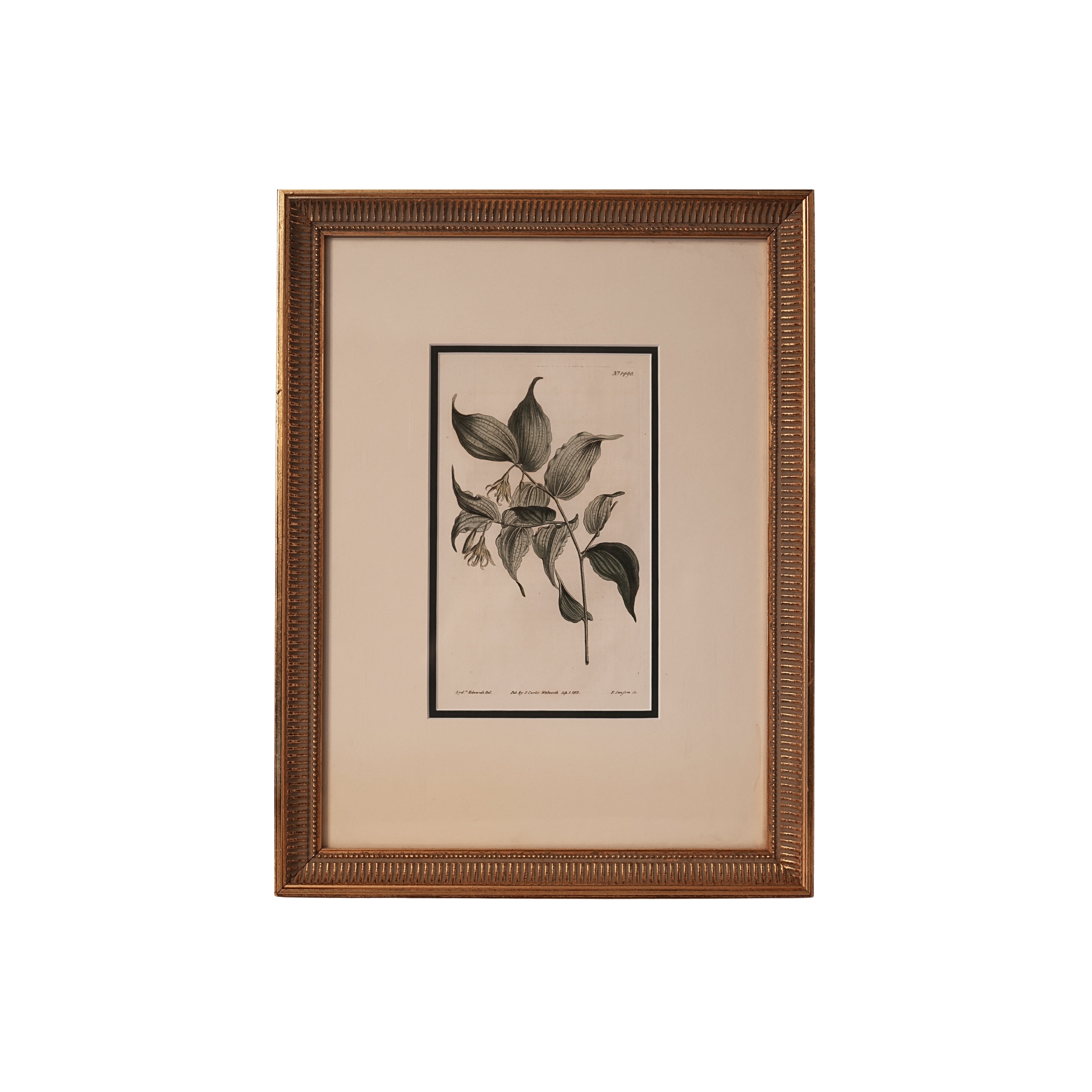 c. 1812 English Botanical Engraving of Hellebore