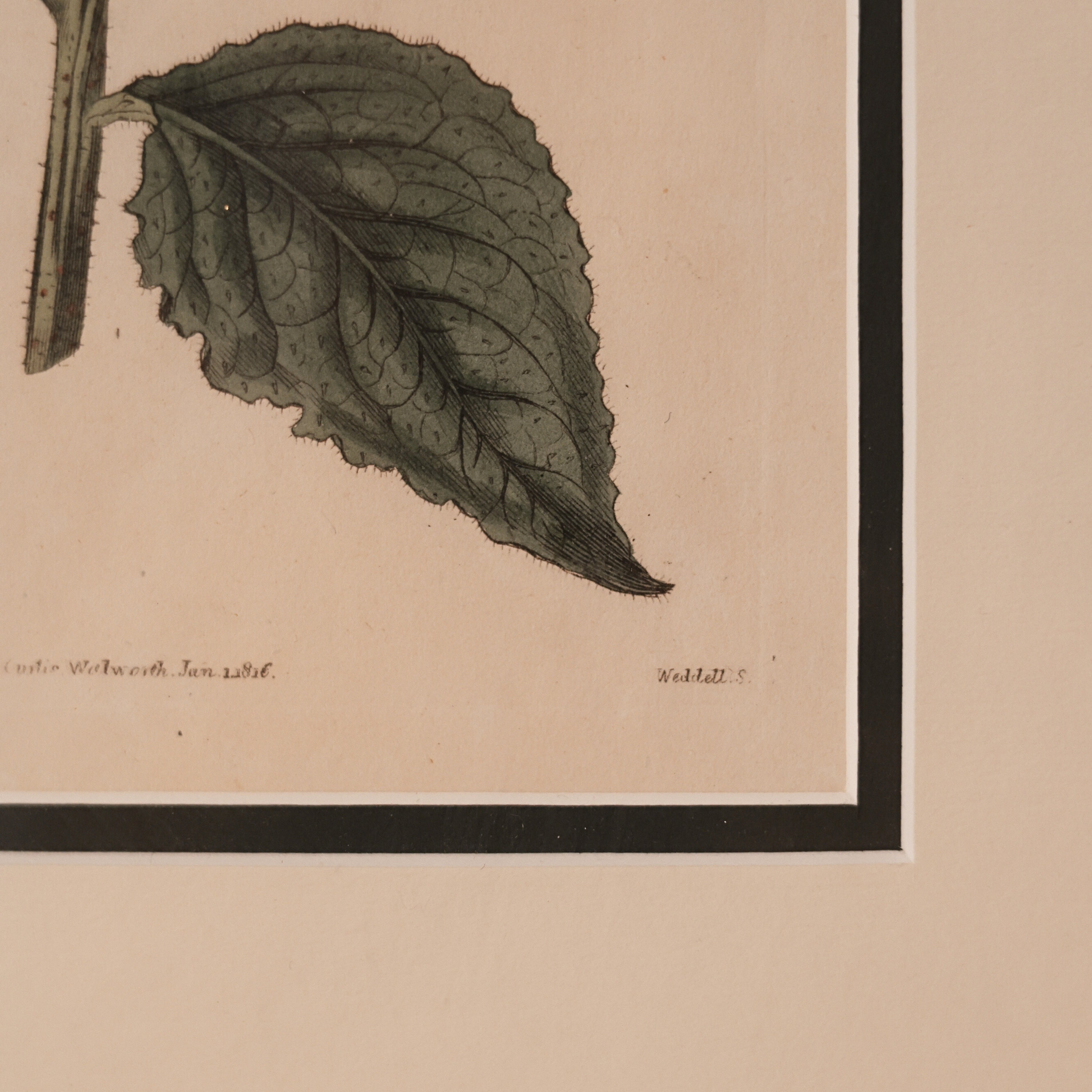 c. 1816 English Botanical Engraving of Comfrey