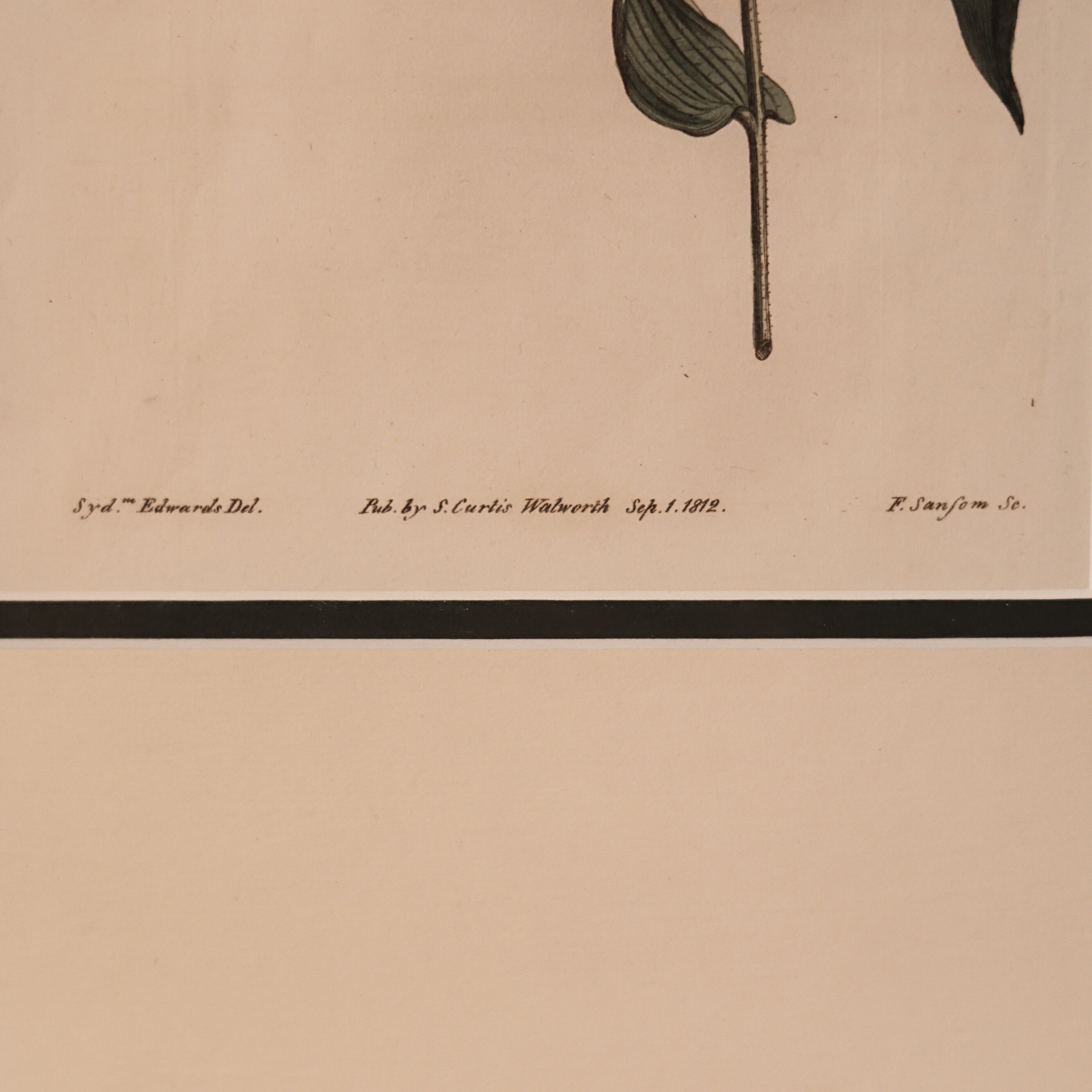c. 1812 English Botanical Engraving of Hellebore