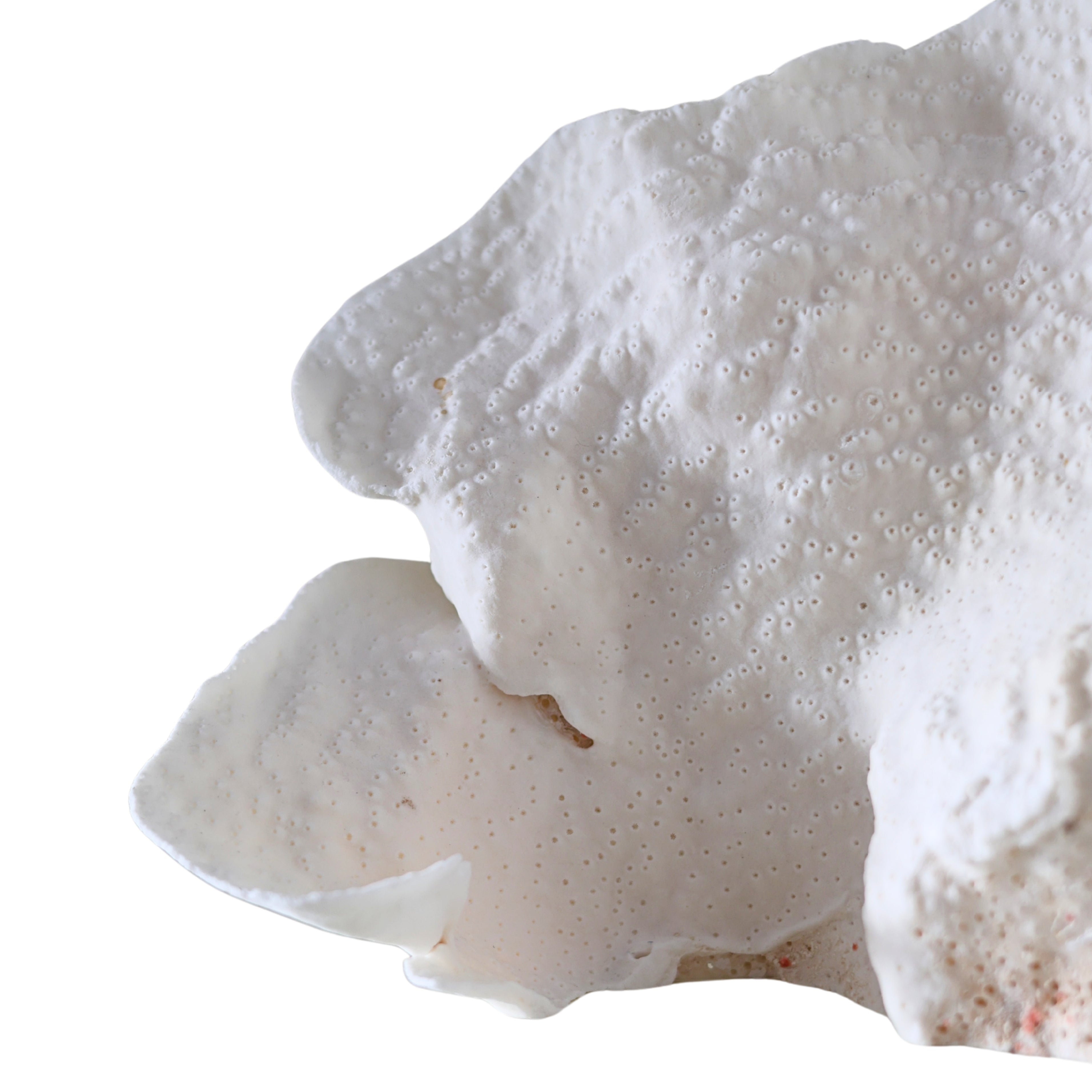 White Cup Coral Specimen