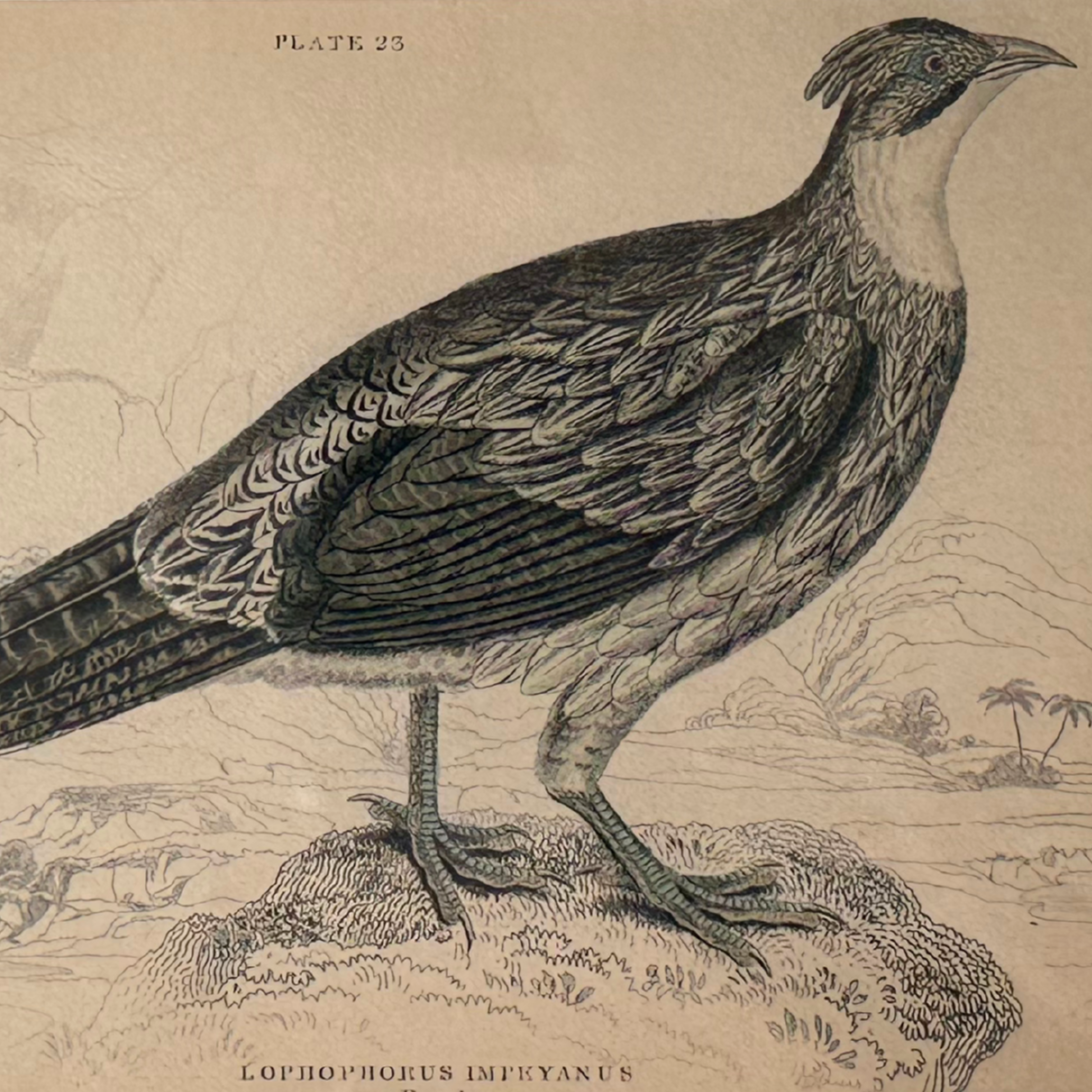 19th c. Engraving, Lophophorus (Himalayan Monal Pheasant)