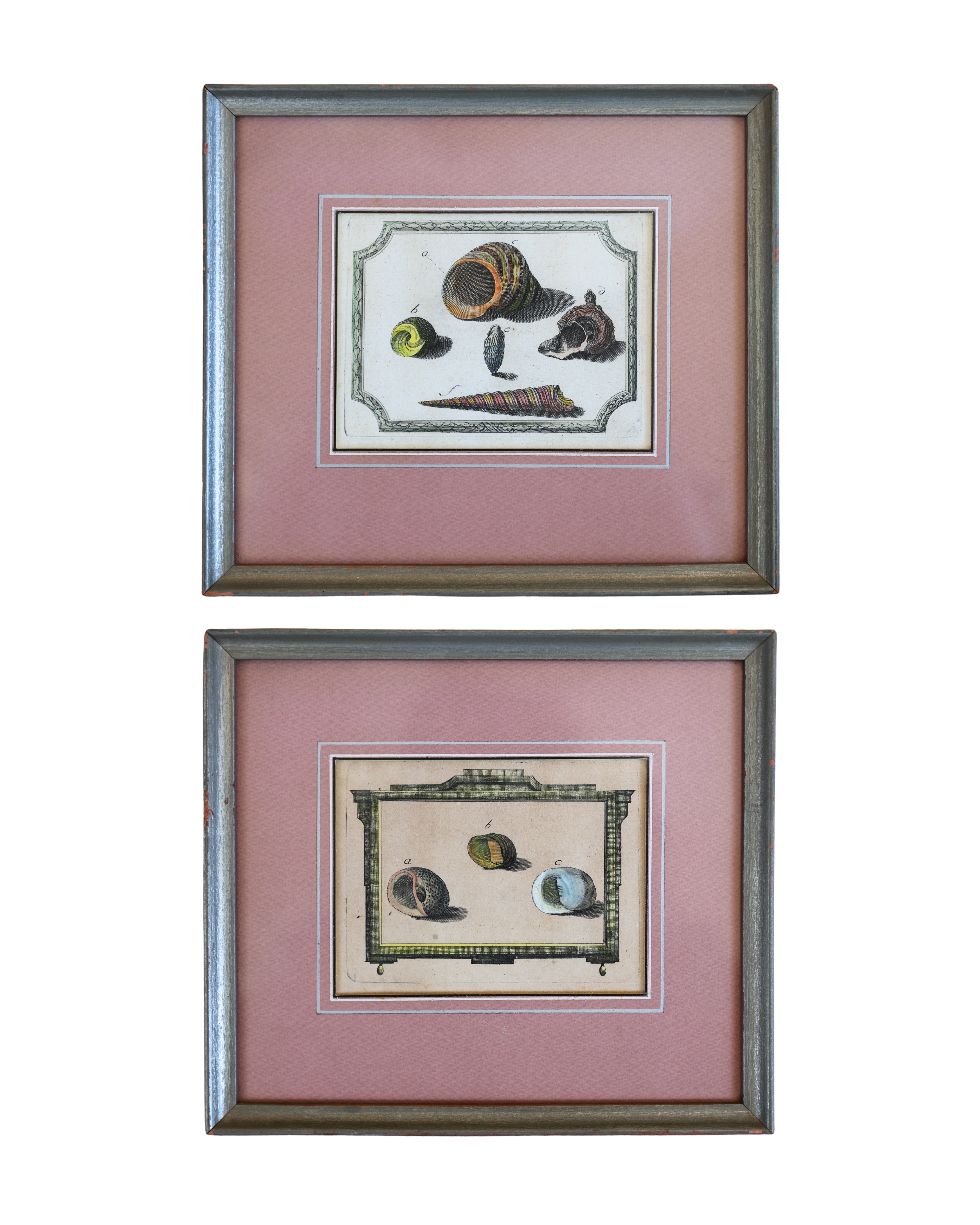c. 1780 Shell Engravings by Ignaz von Born