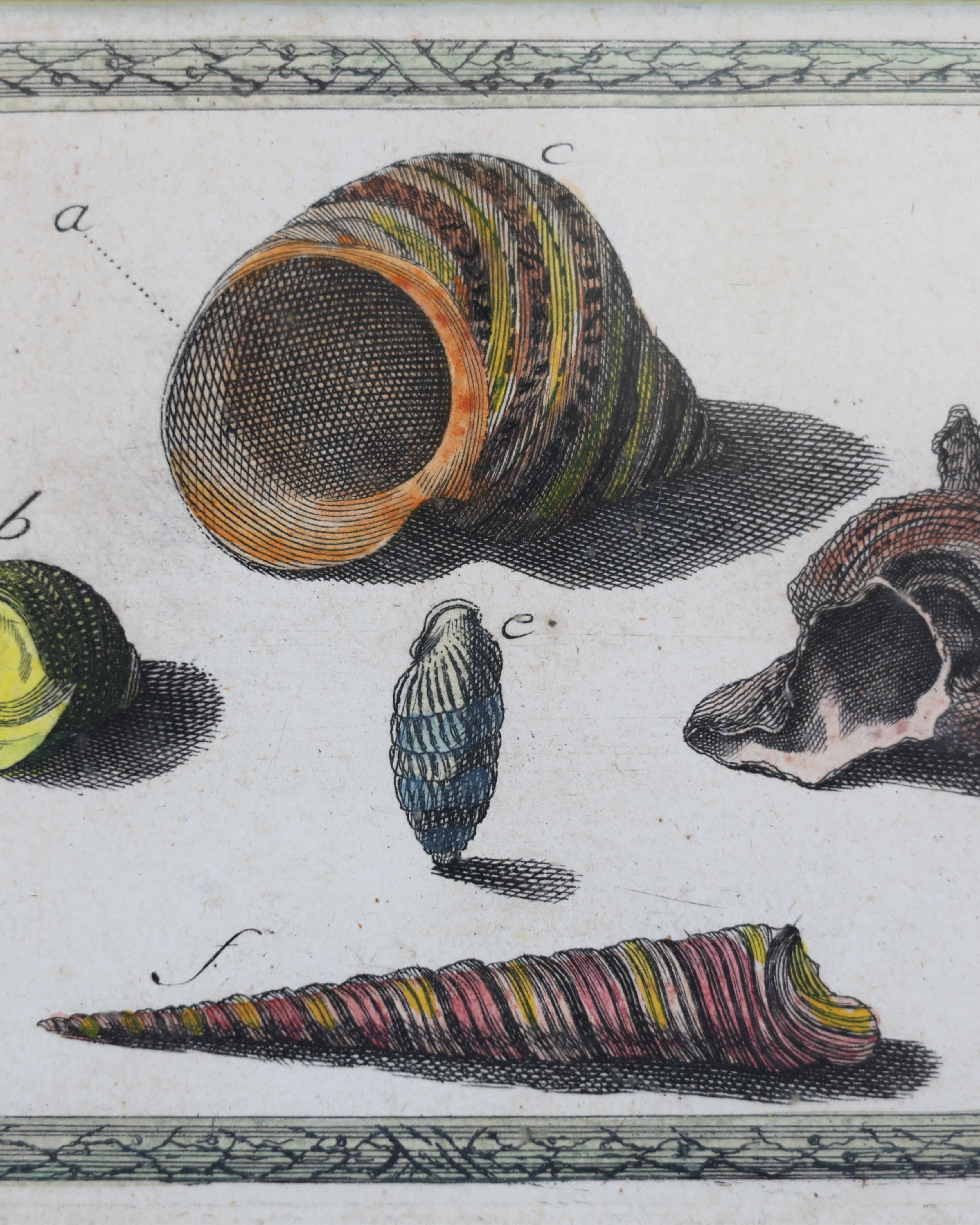c. 1780 Shell Engravings by Ignaz von Born-3