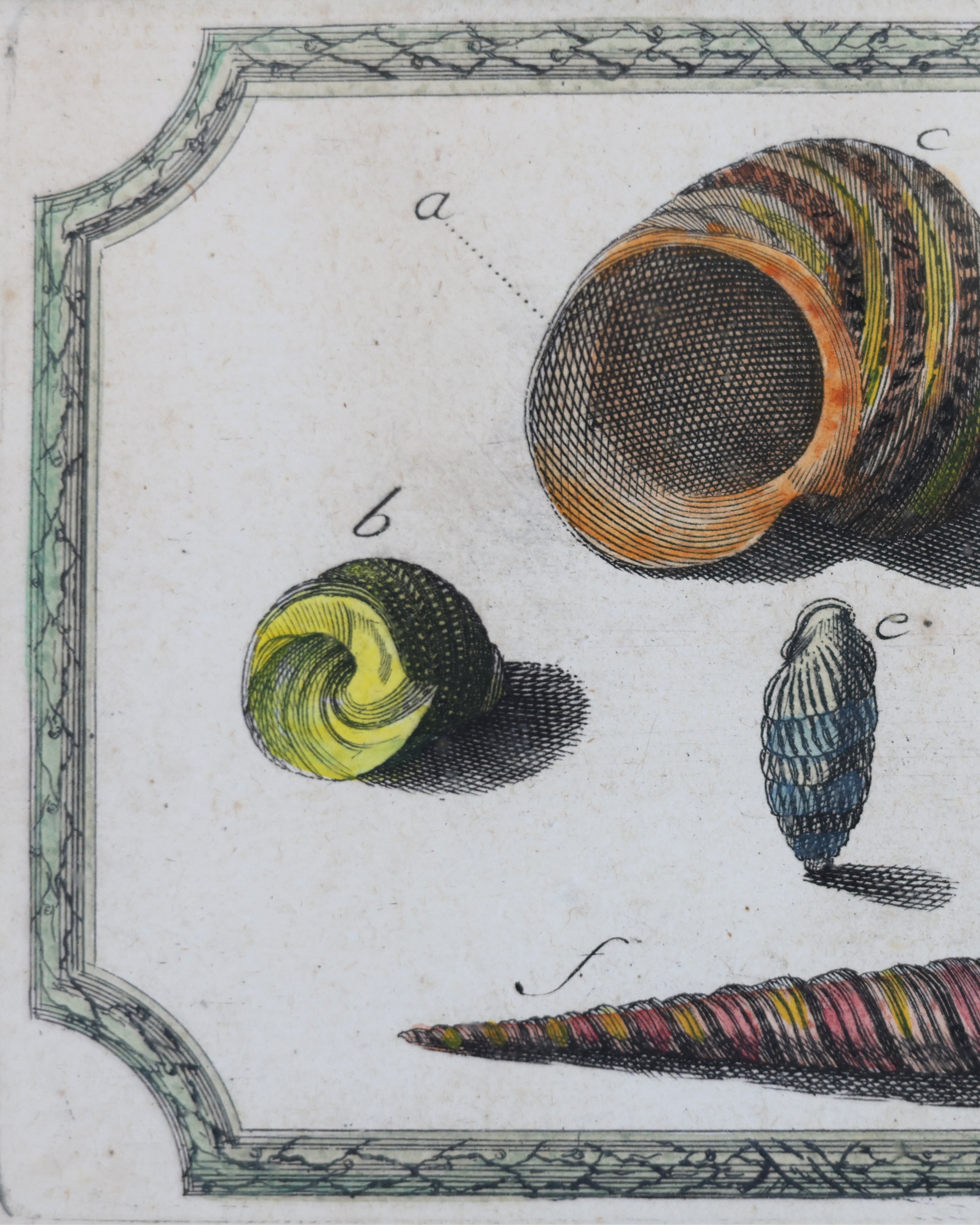 c. 1780 Shell Engravings by Ignaz von Born-4