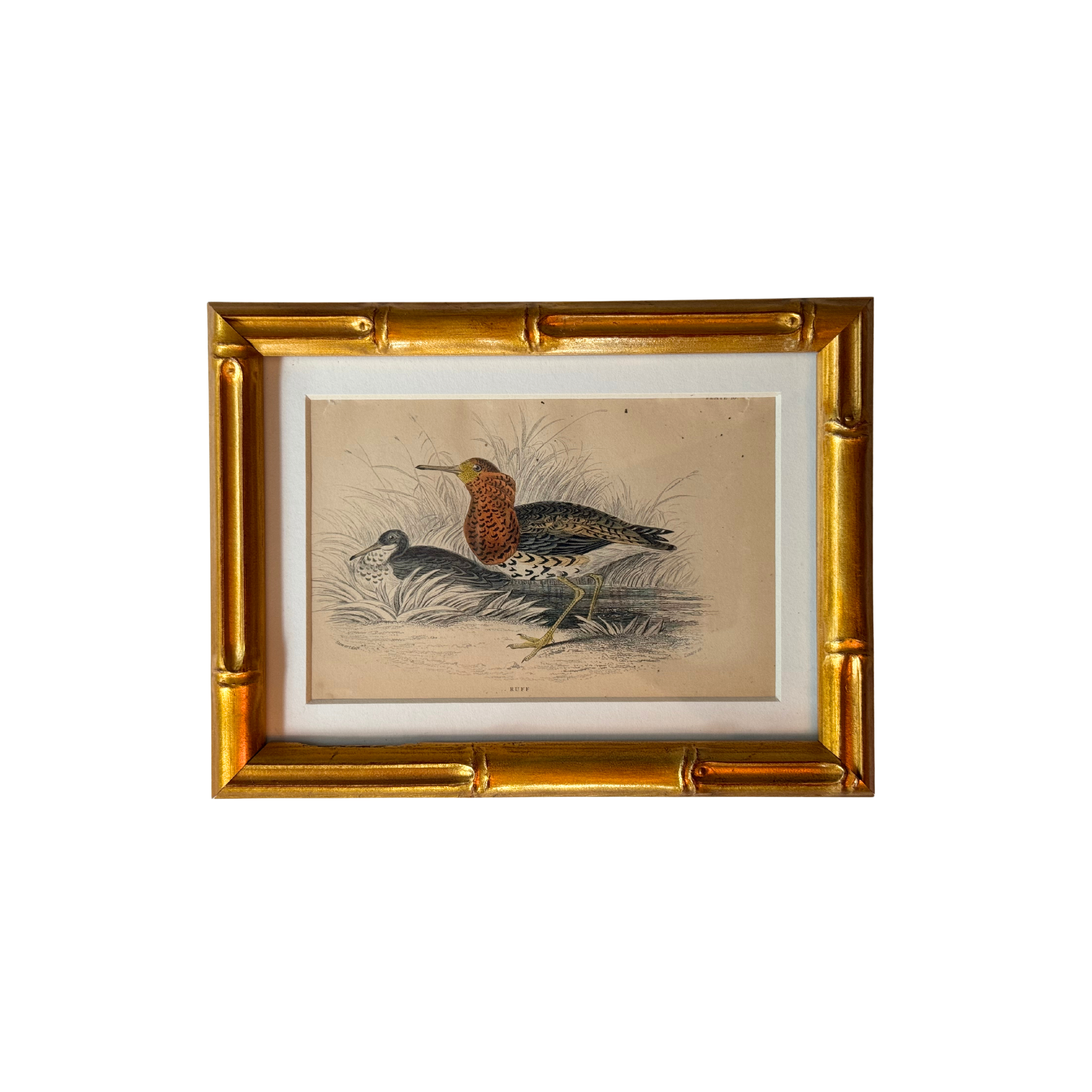 19th c. Engraving, Ruff