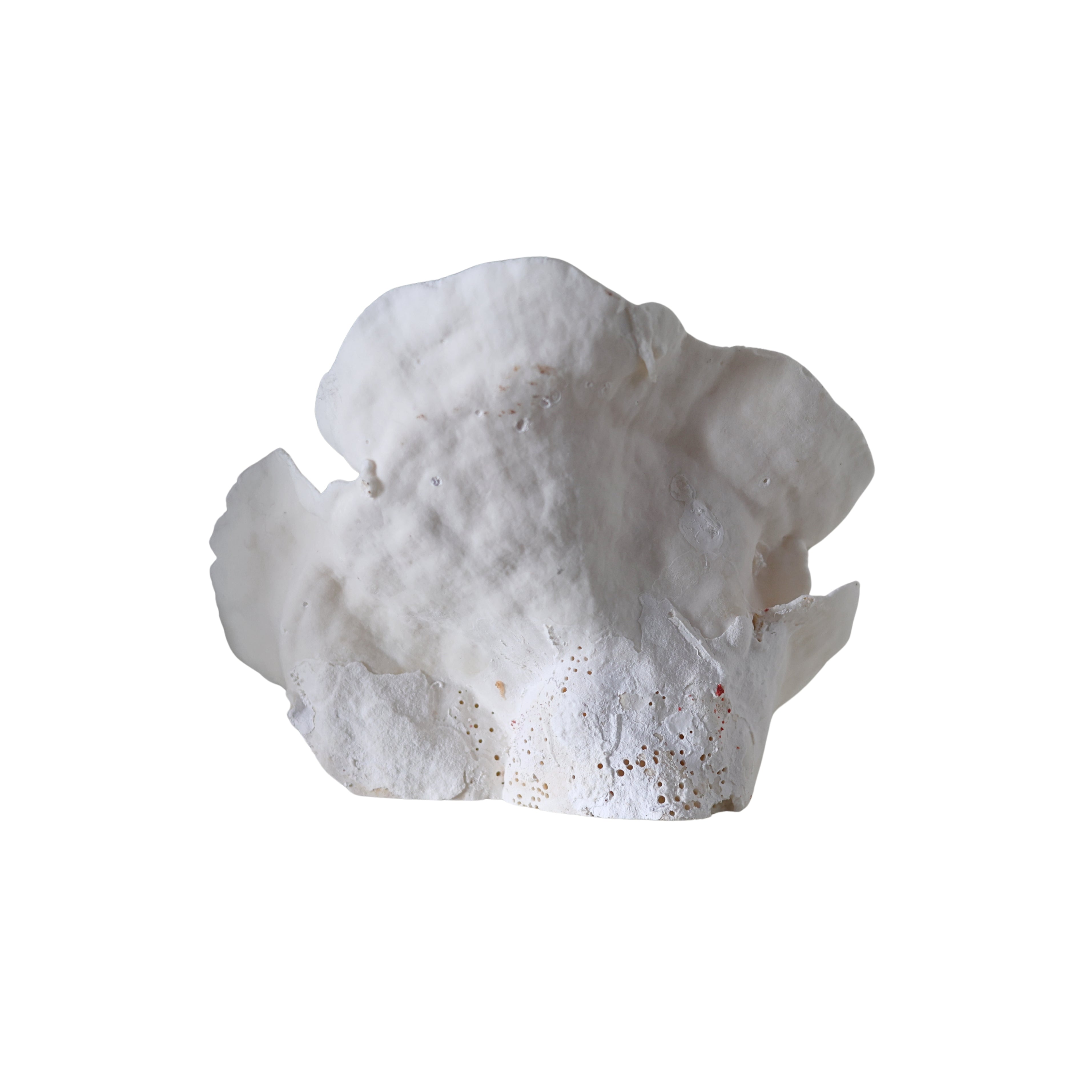 White Cup Coral Specimen
