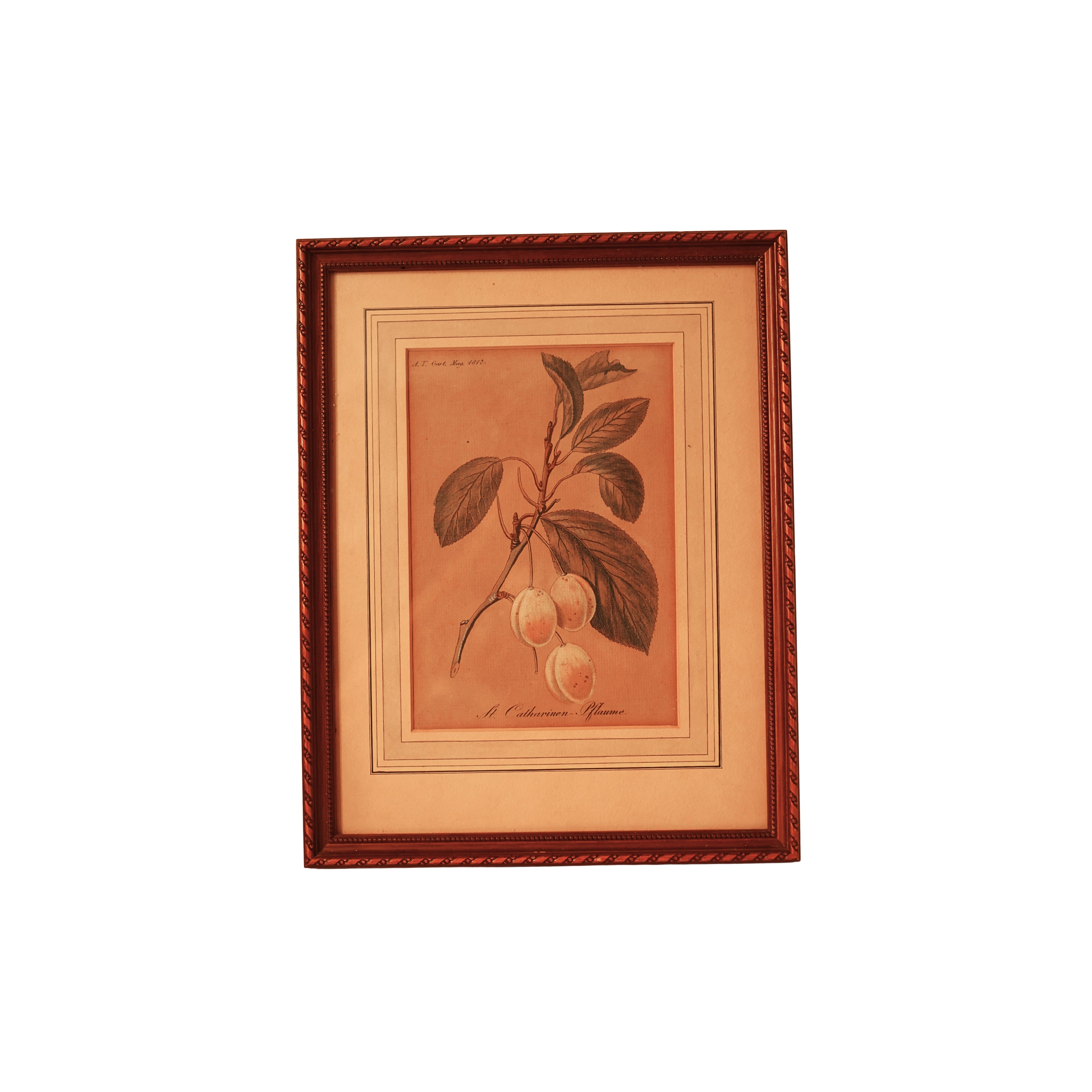 “St. Catharinen-Pflaume” (St. Catherine’s Plum) – Hand-Colored Botanical Engraving