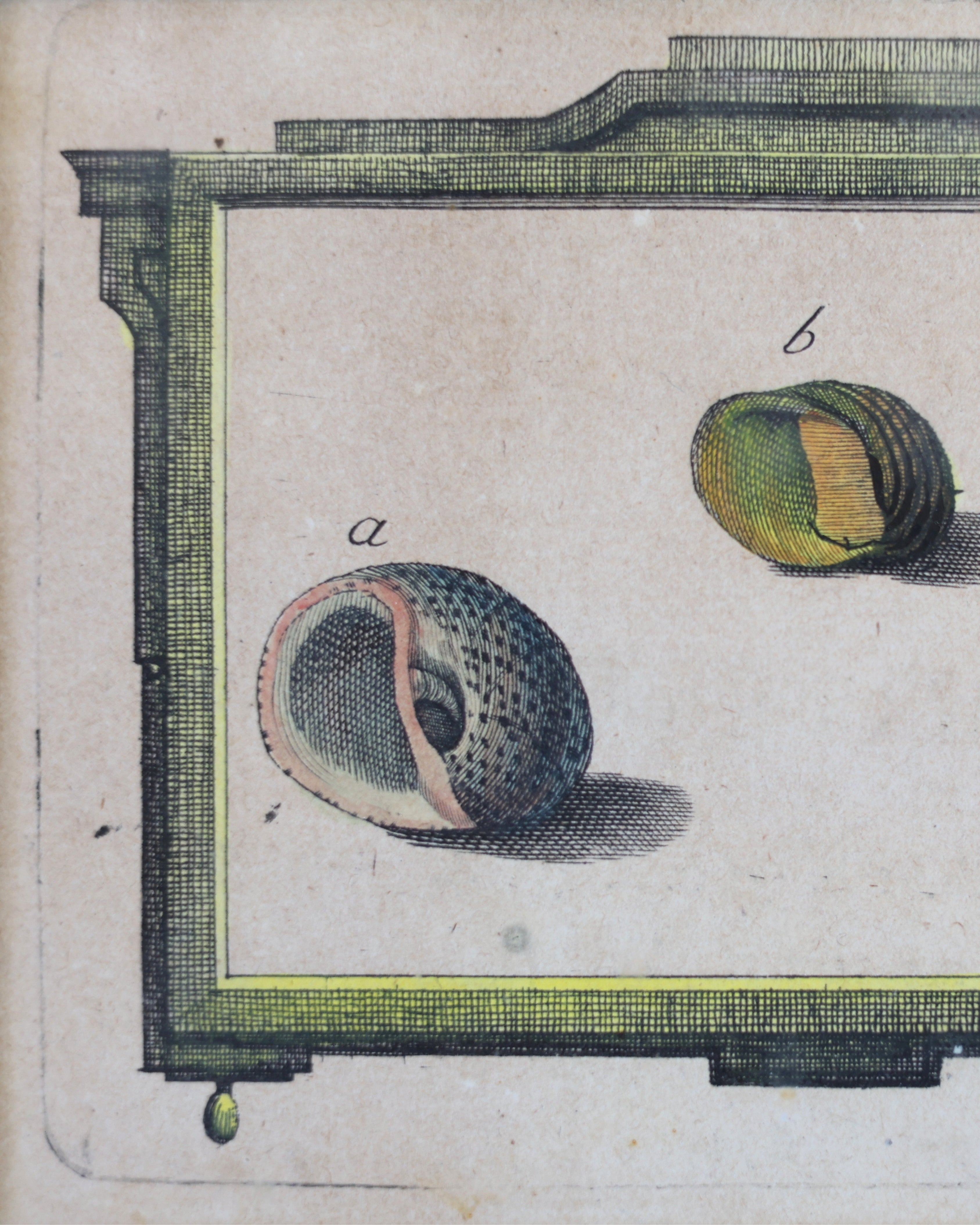 c. 1780 Shell Engravings by Ignaz von Born-6