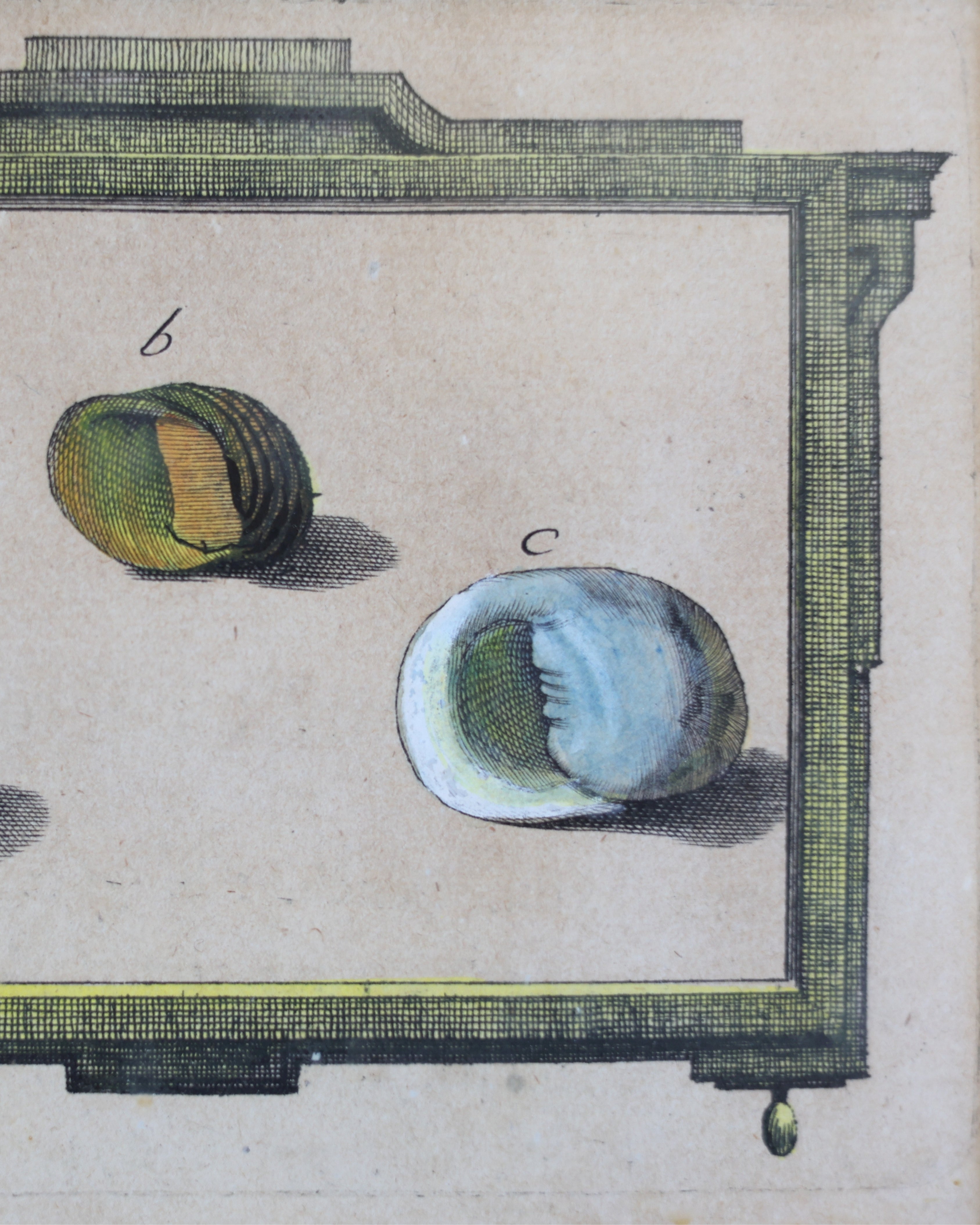 c. 1780 Shell Engravings by Ignaz von Born-7